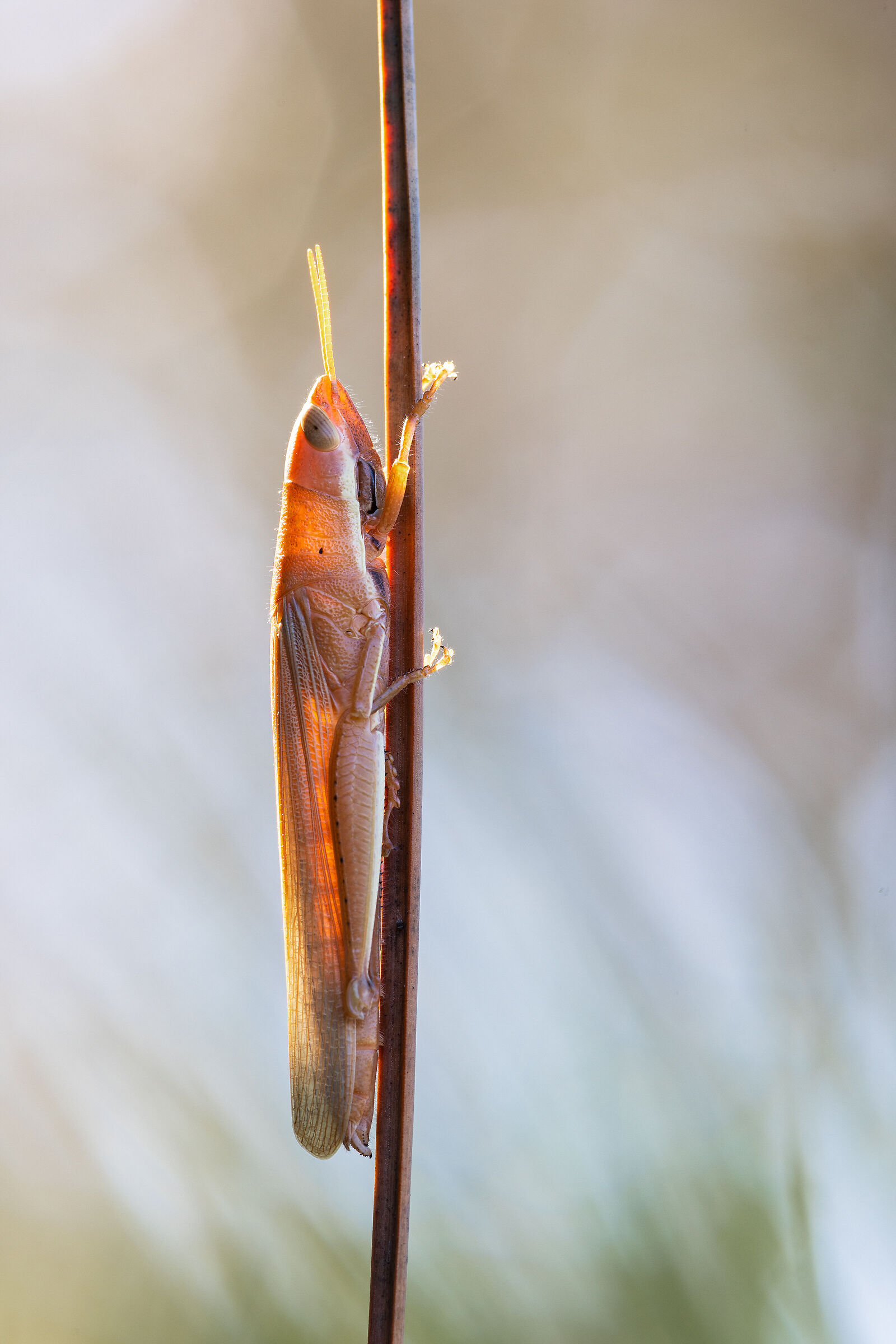 Tropidopola cylindrica