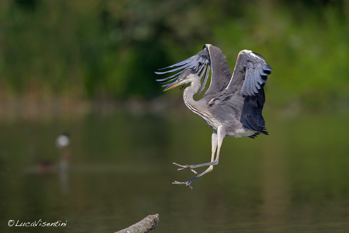 Heron landing