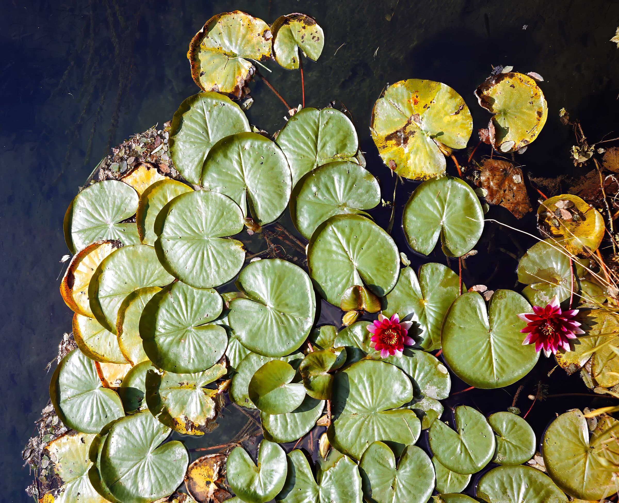 The latest Water Lilies