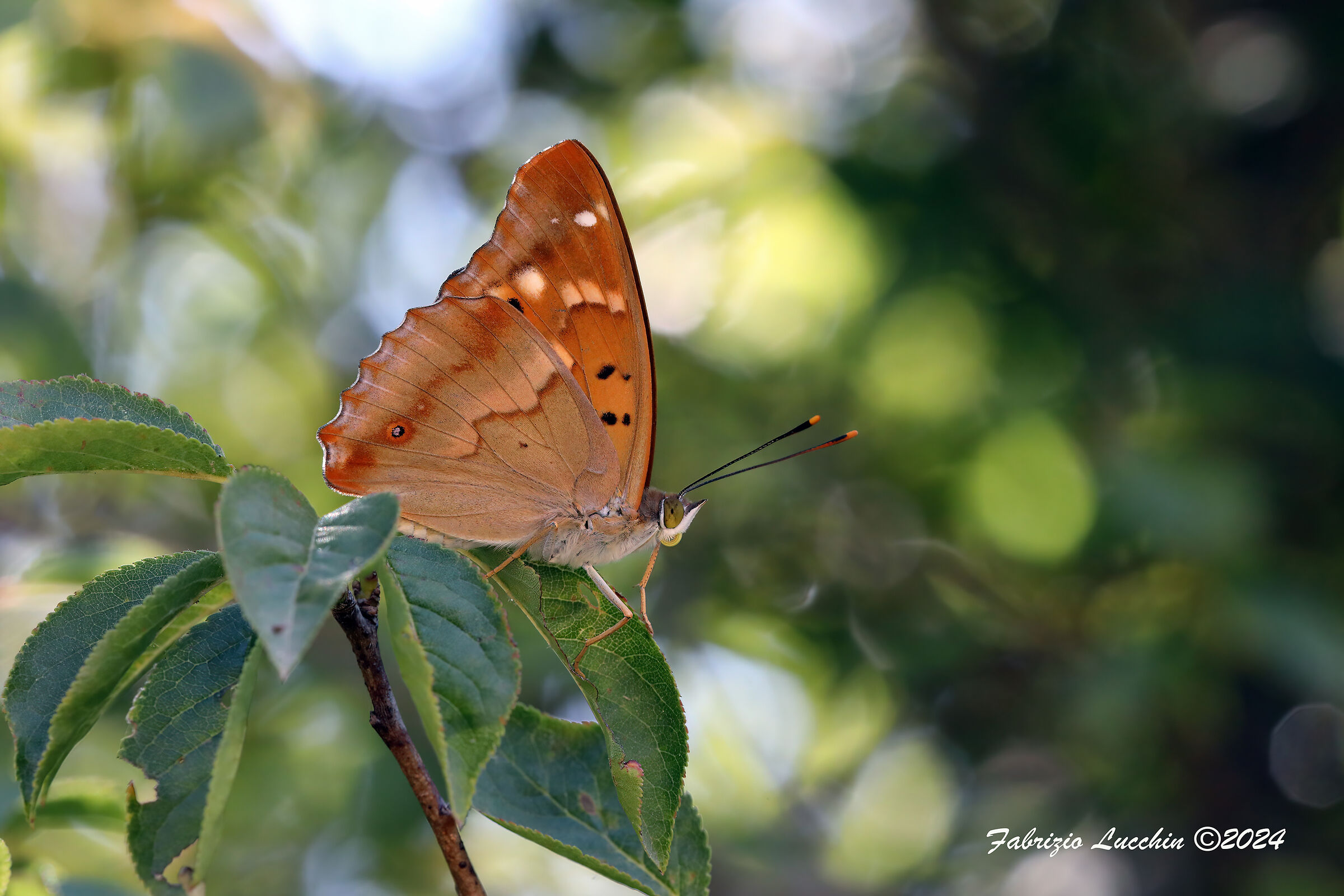 Apatura iris (male)