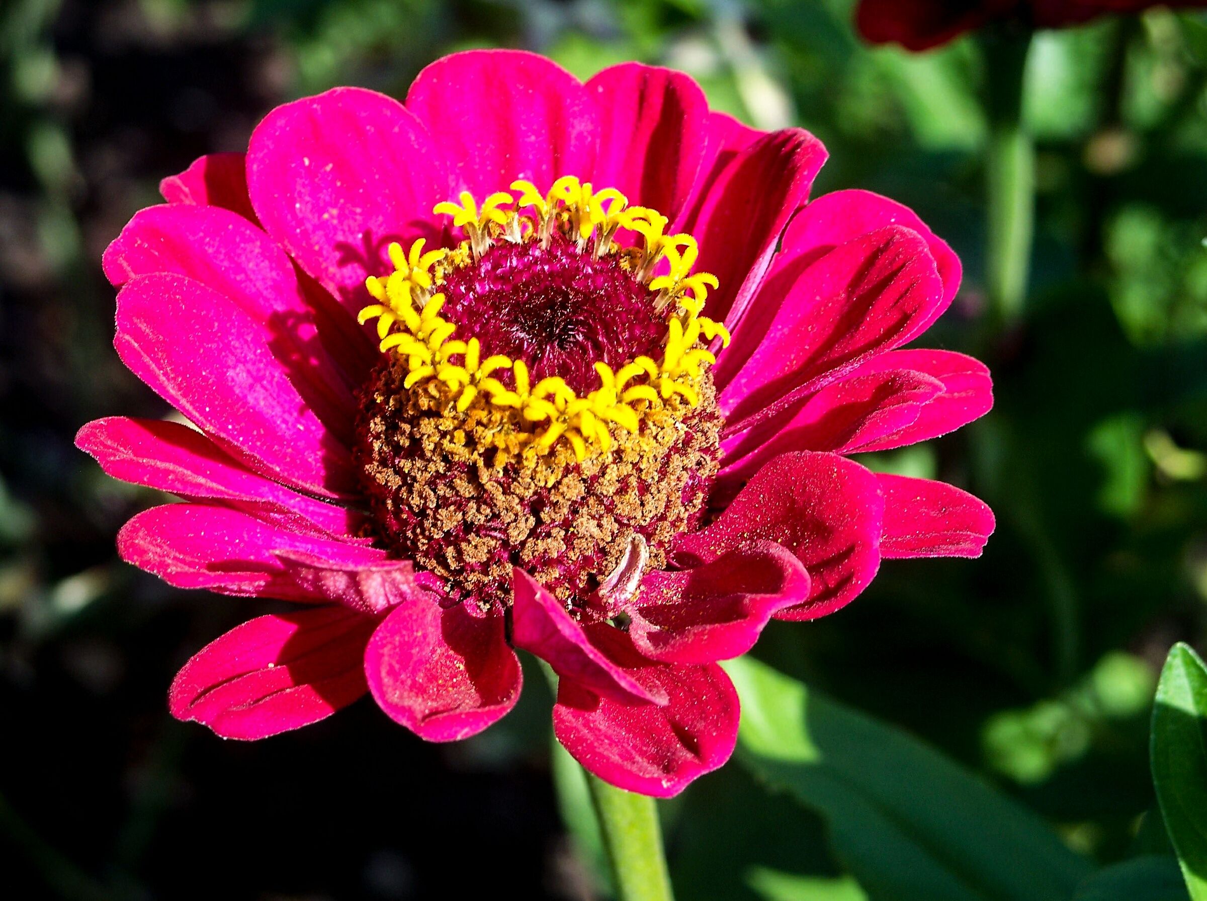 Giardino botanico dell'Università Vytautas Magnus