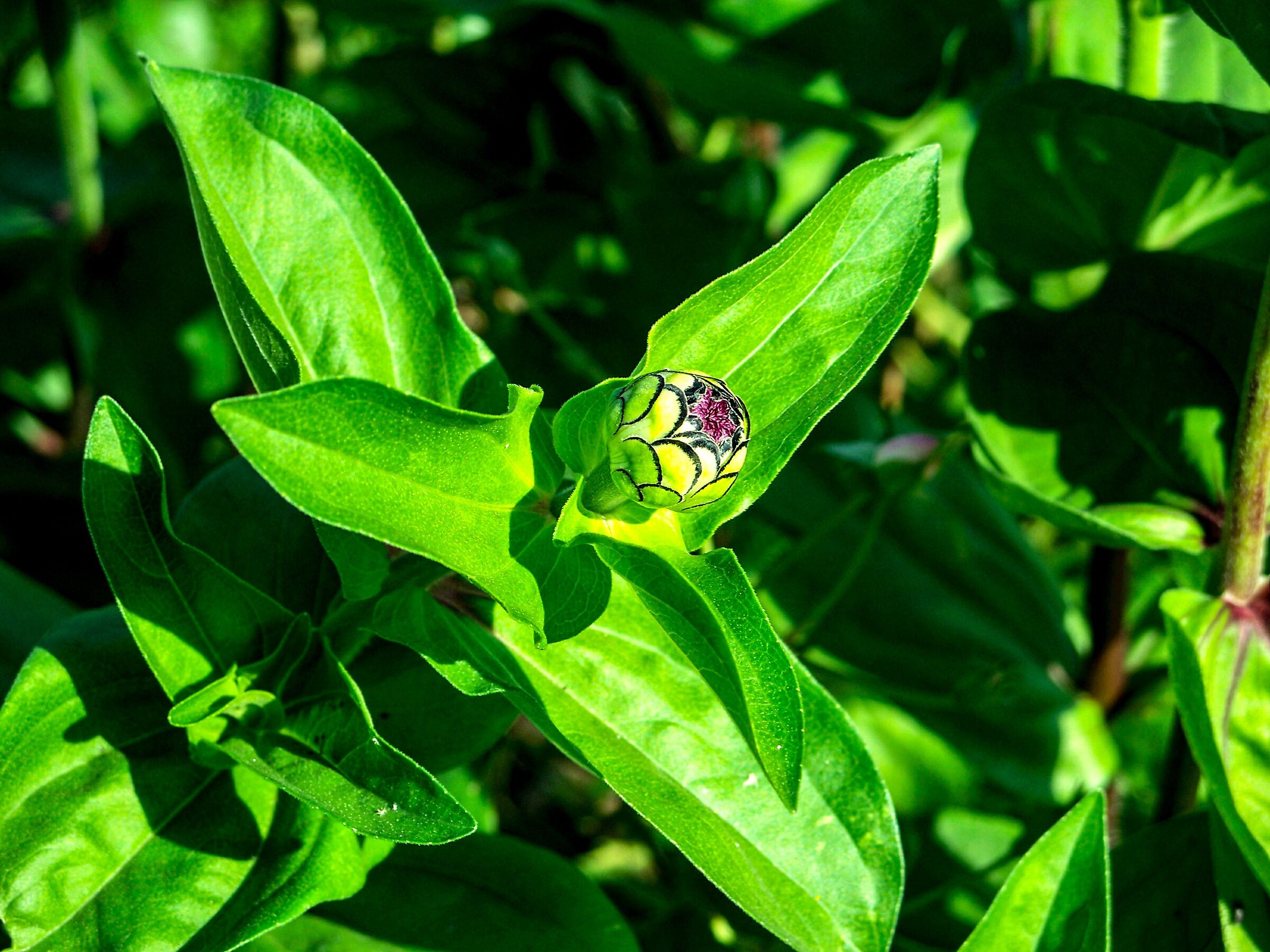 Giardino botanico dell'Università Vytautas Magnus