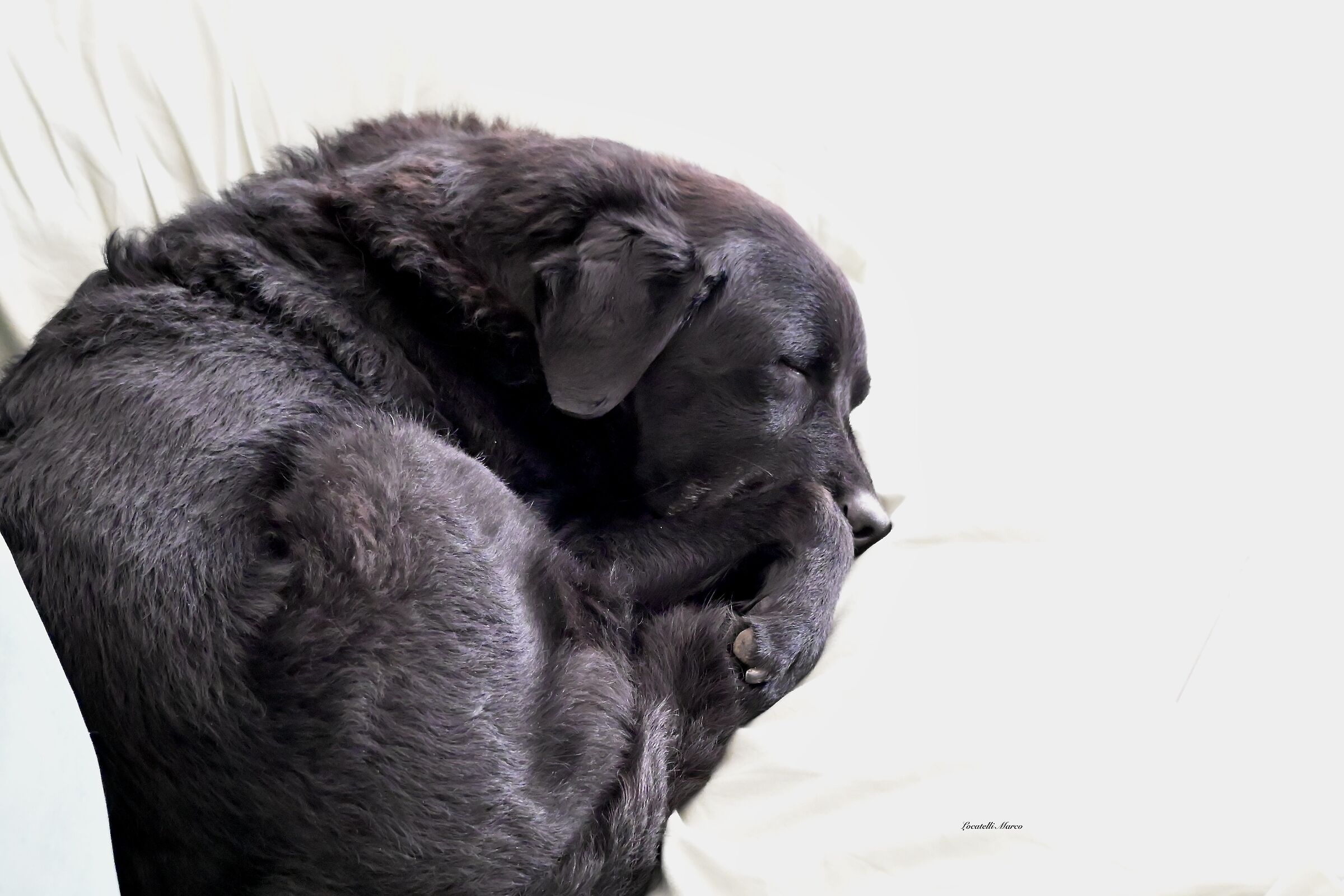The hard life of a Labrador when it's raining outside...