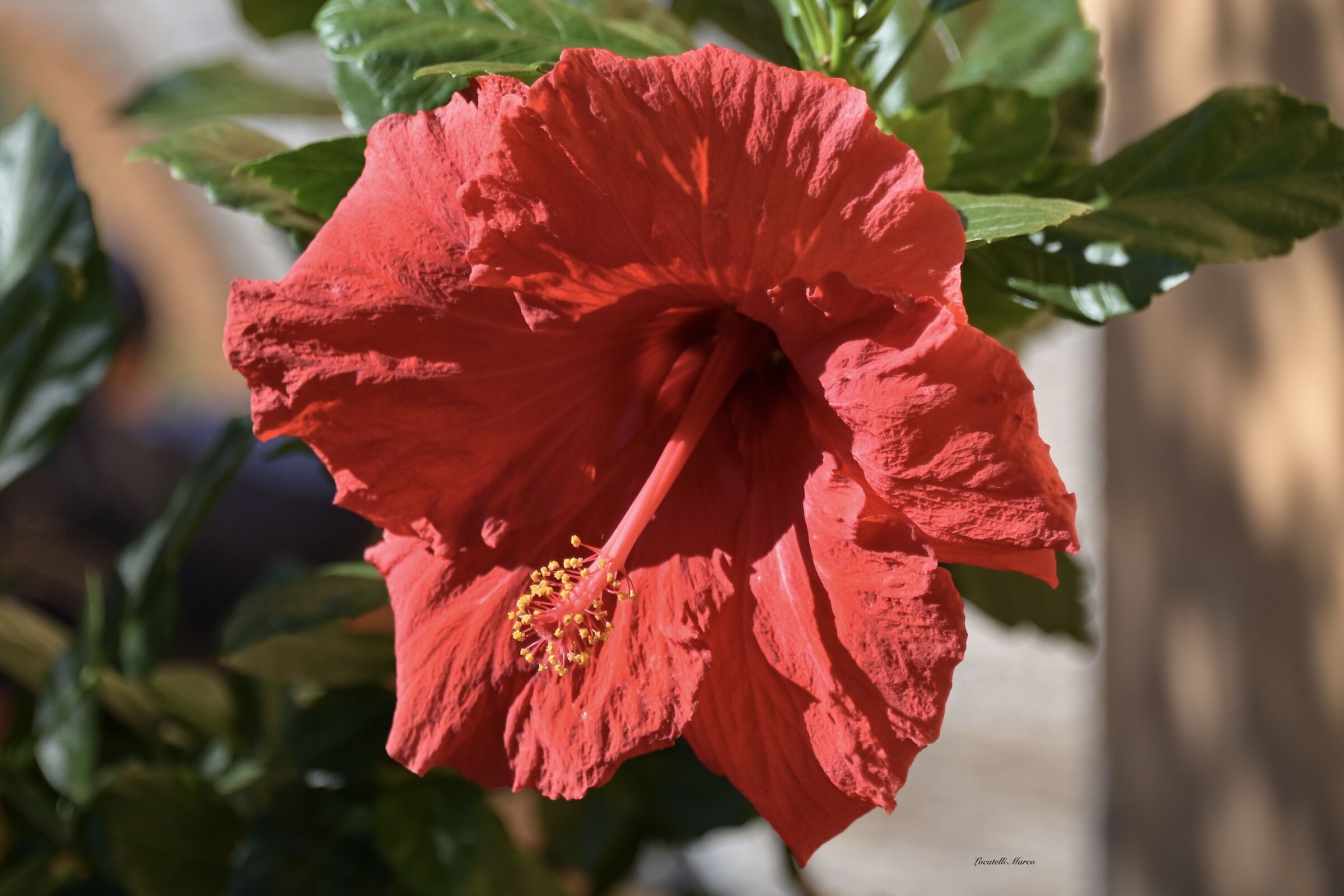 Hibiscus