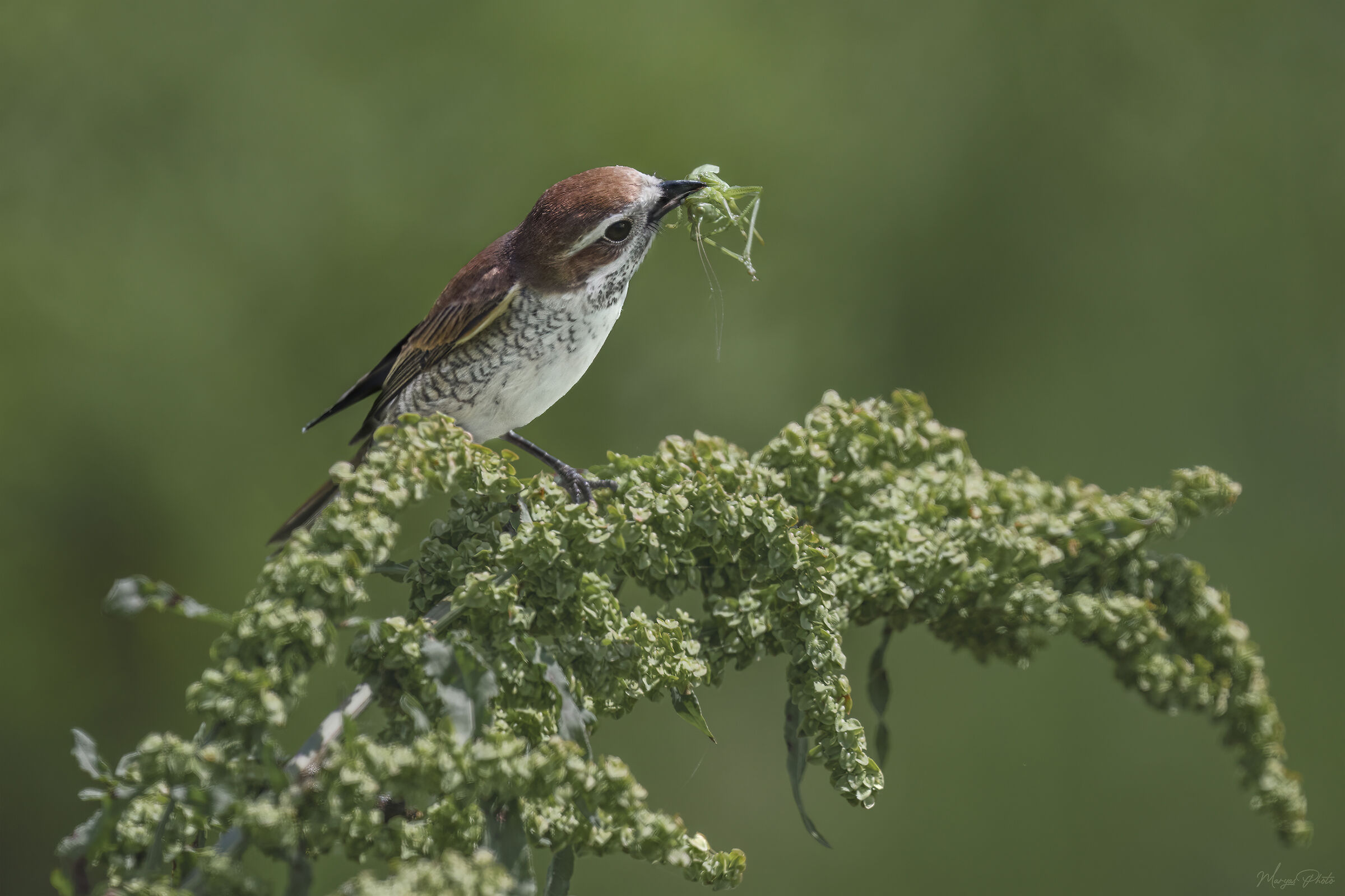 Red-backed shrike