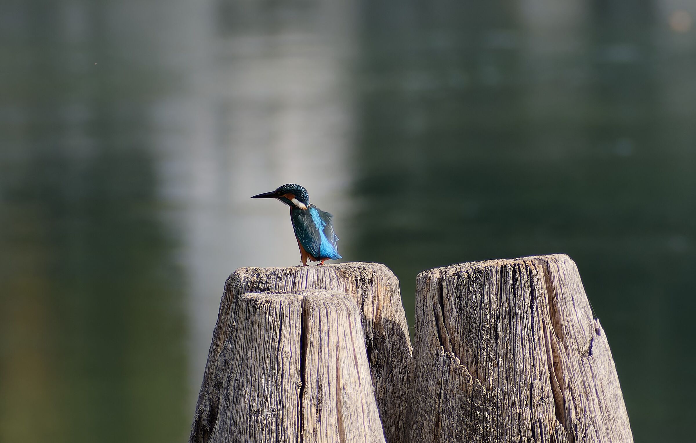Kingfisher