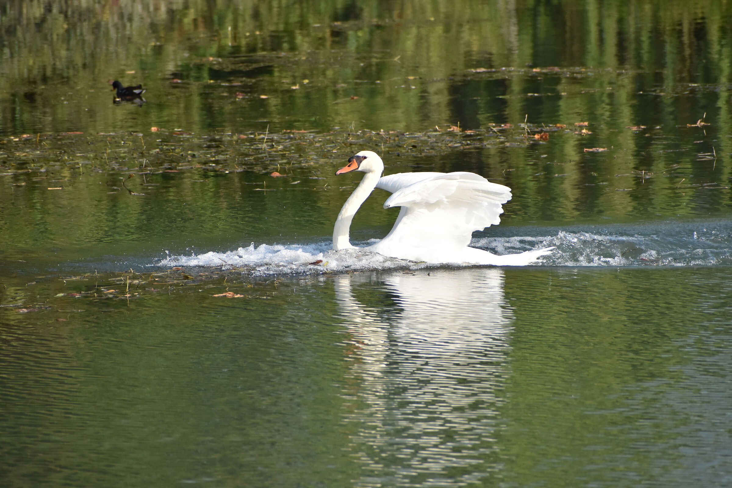 Swan