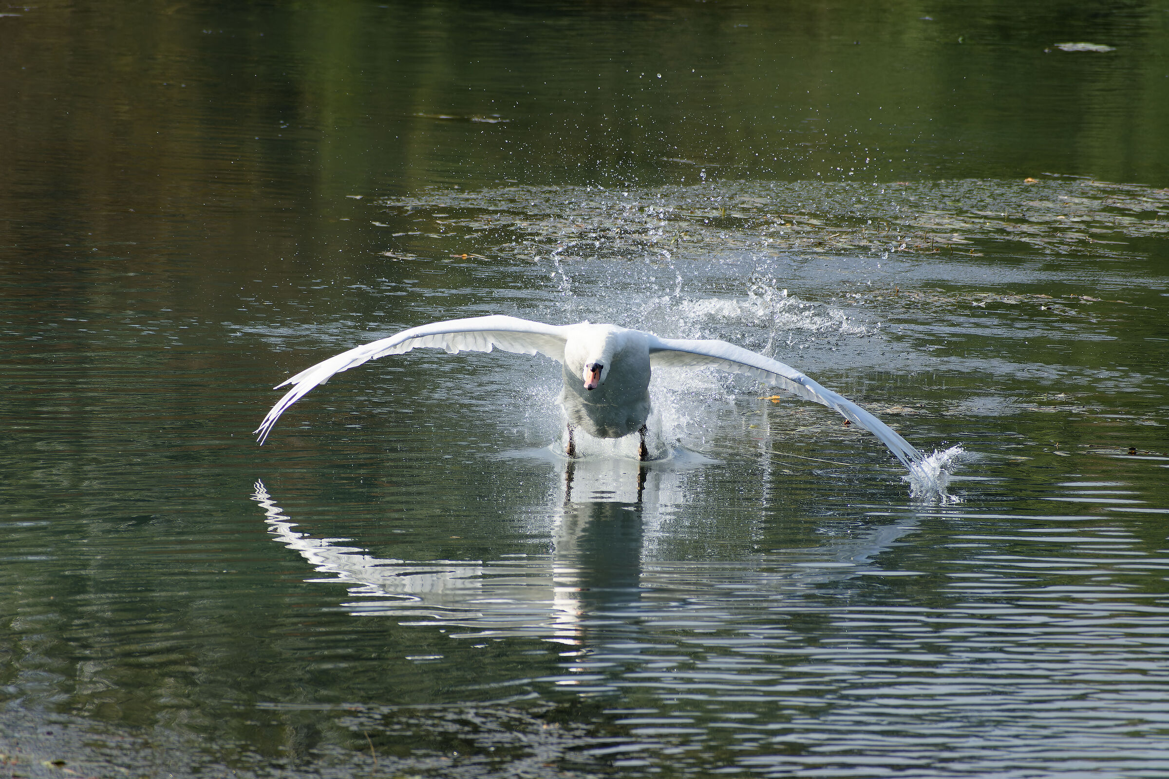 Swan