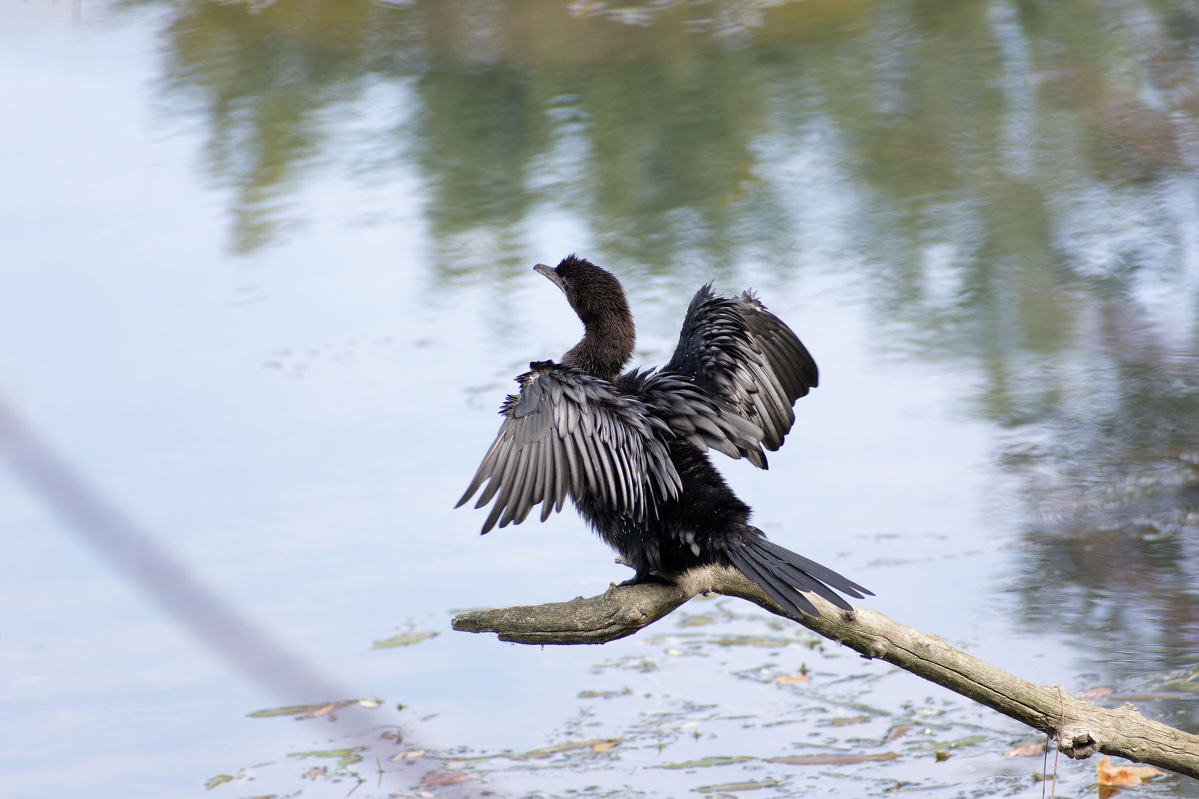 Cormorant