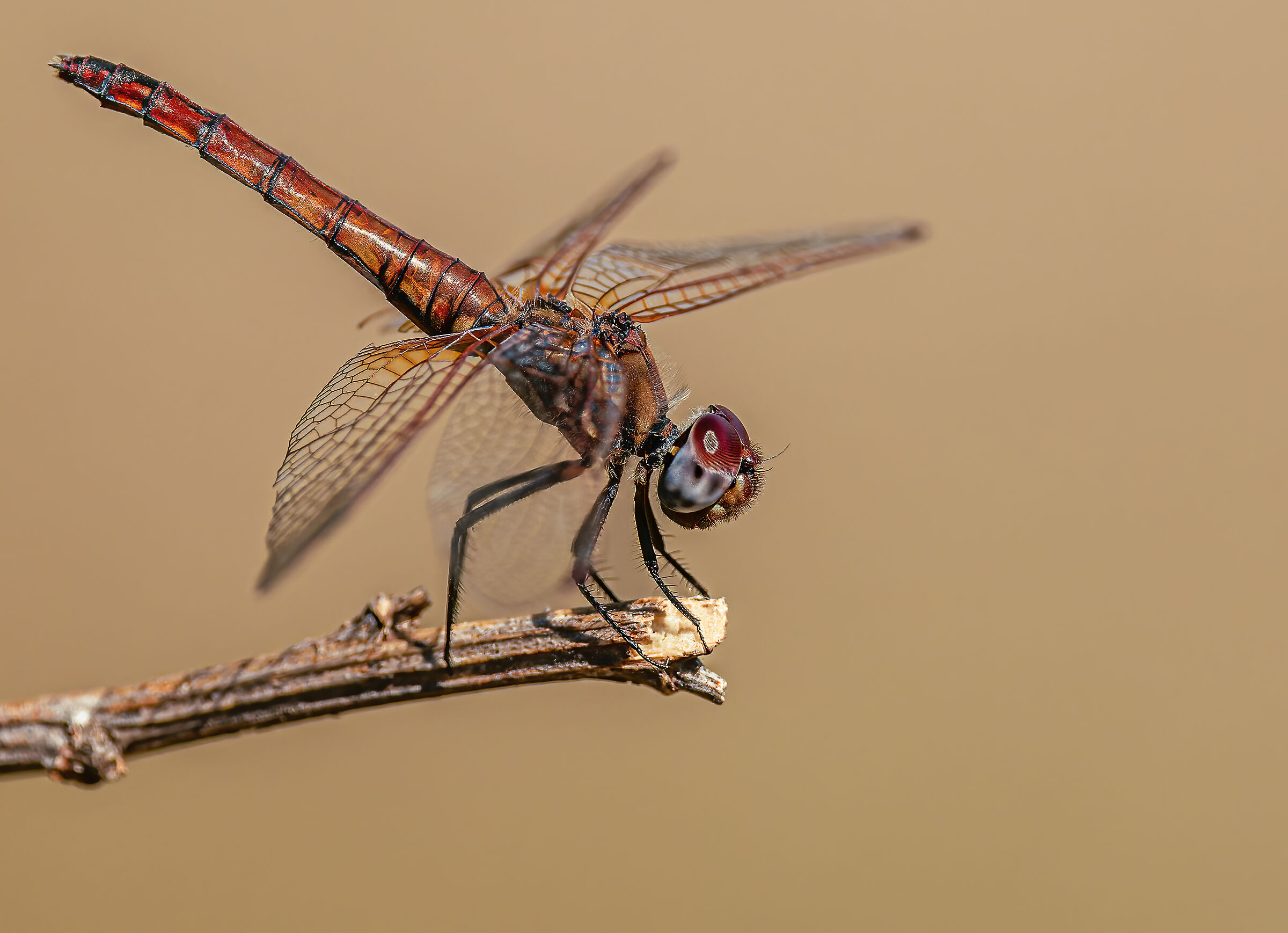 Dragonfly