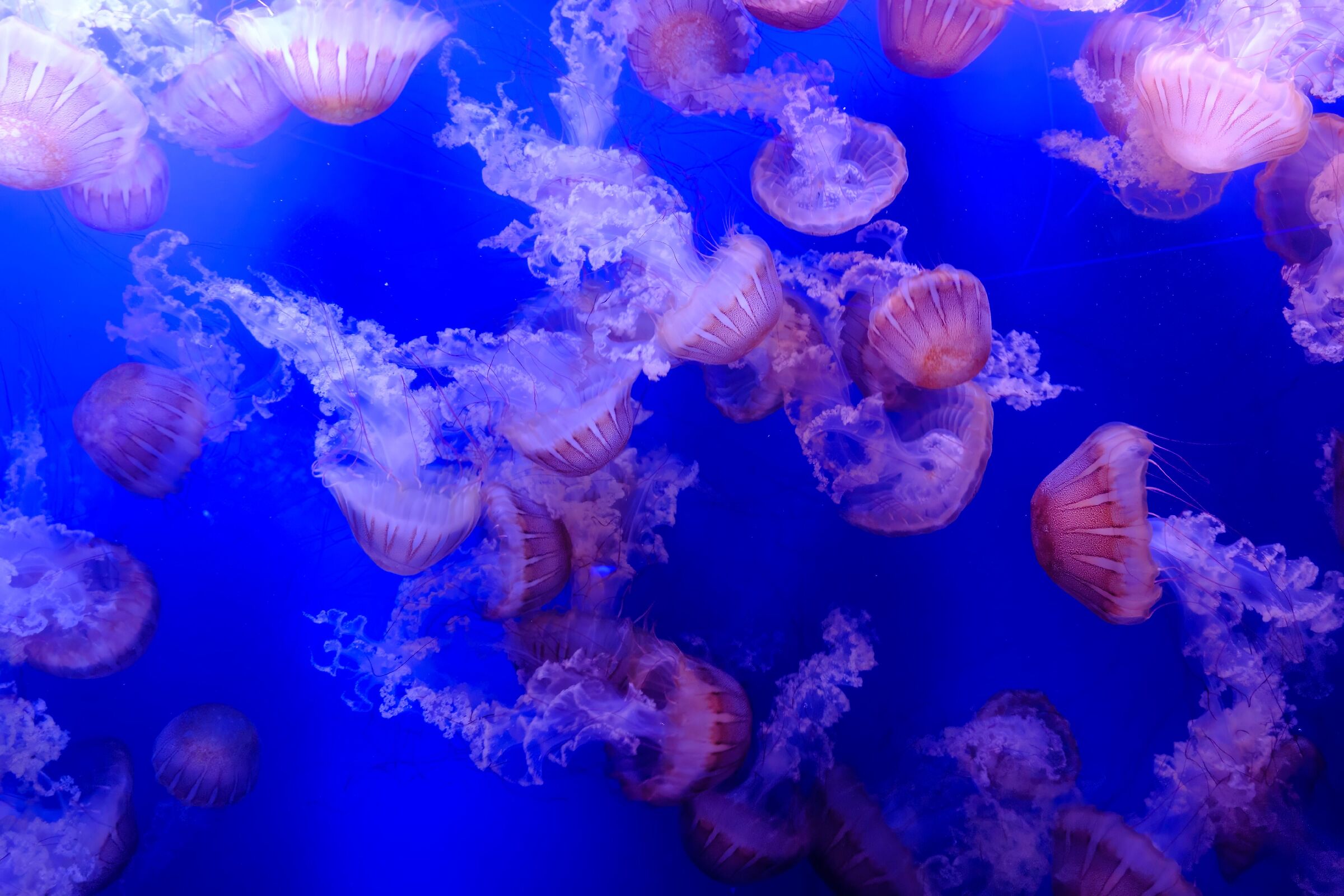 Meduse in acquario