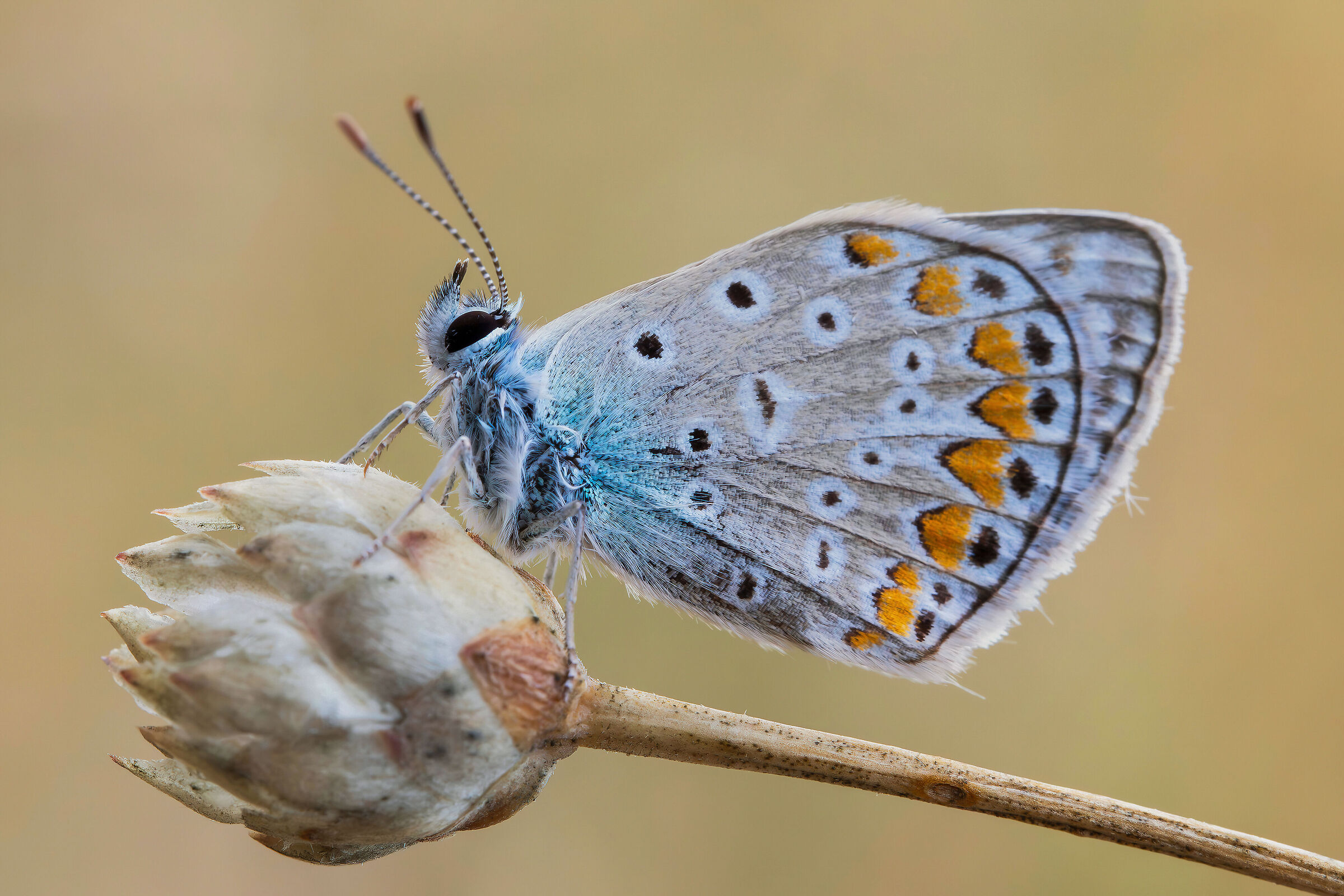 Polyommatus icarus