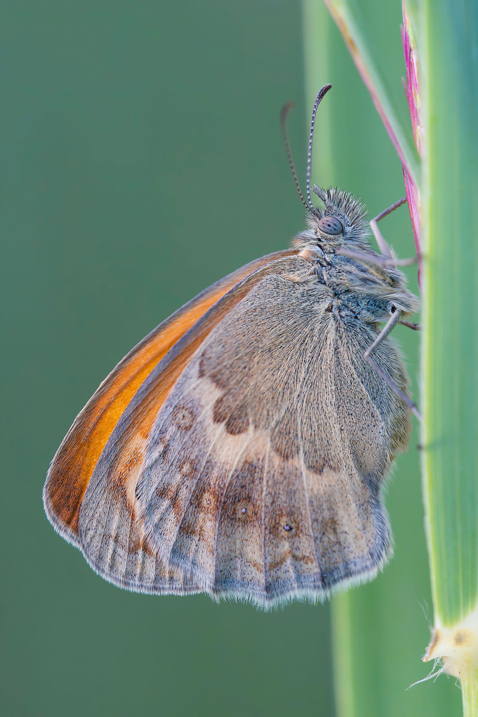 Coenonympha pamphilus