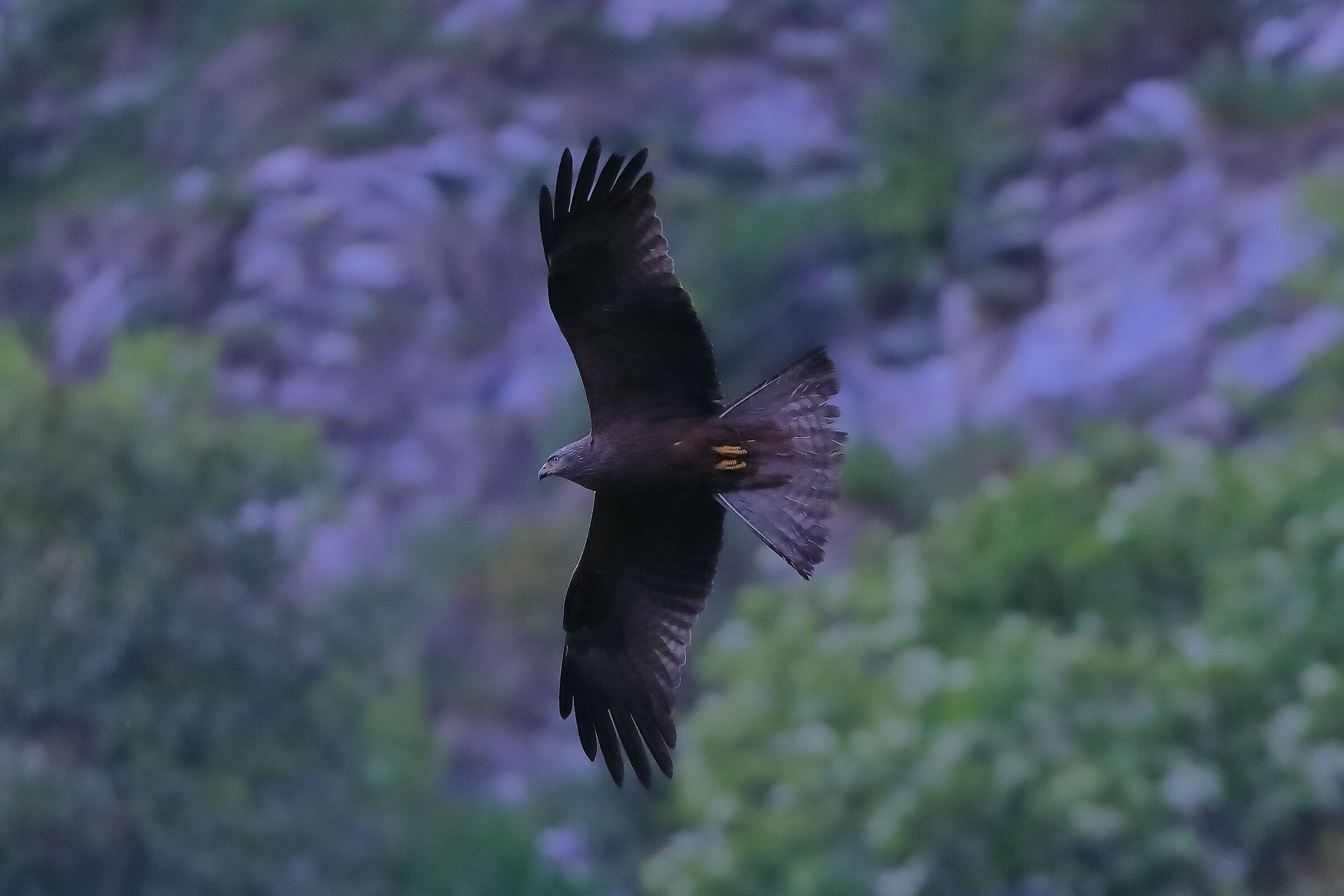 Nibbio bruno 24 aprile 2024 - 0098