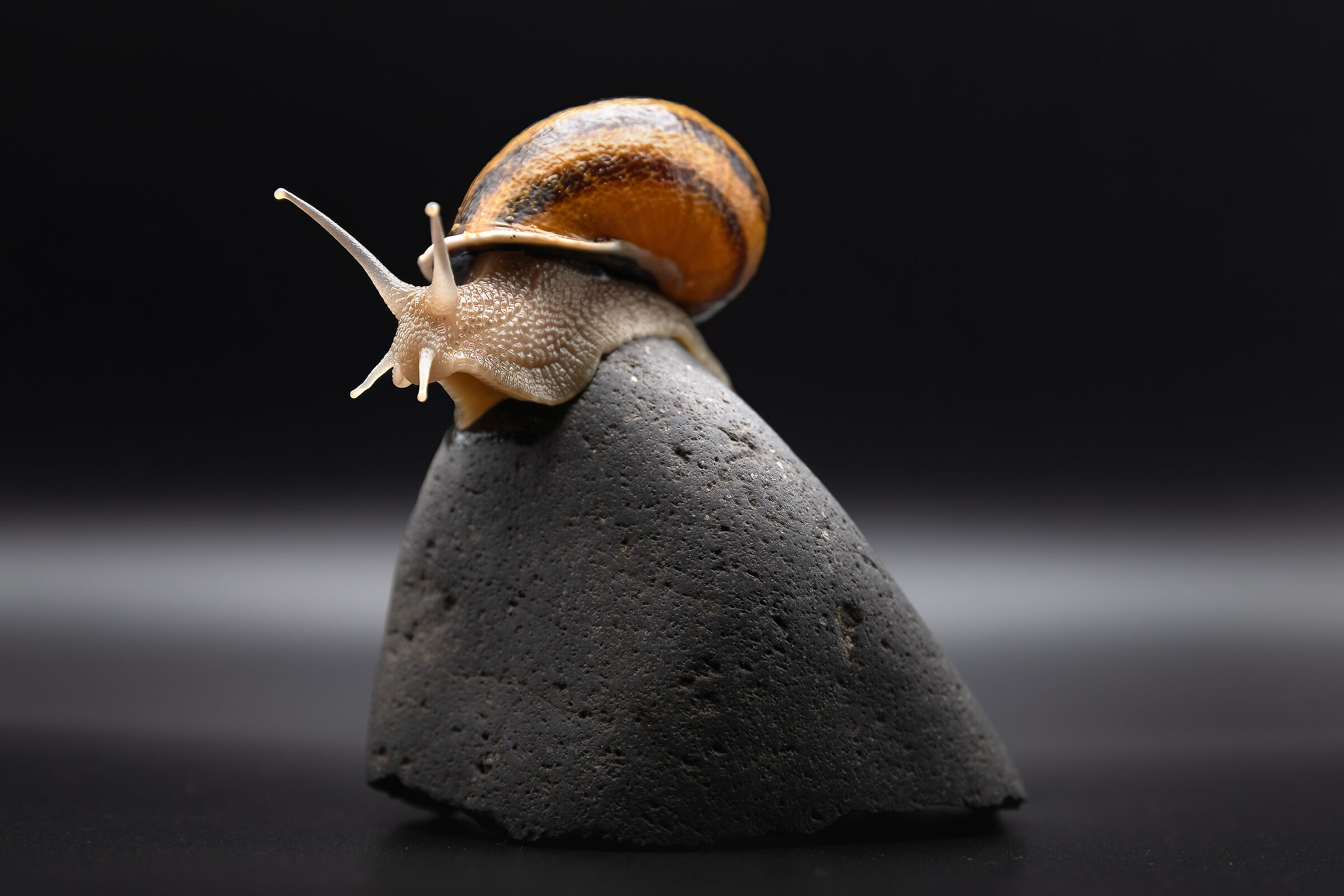 Snail