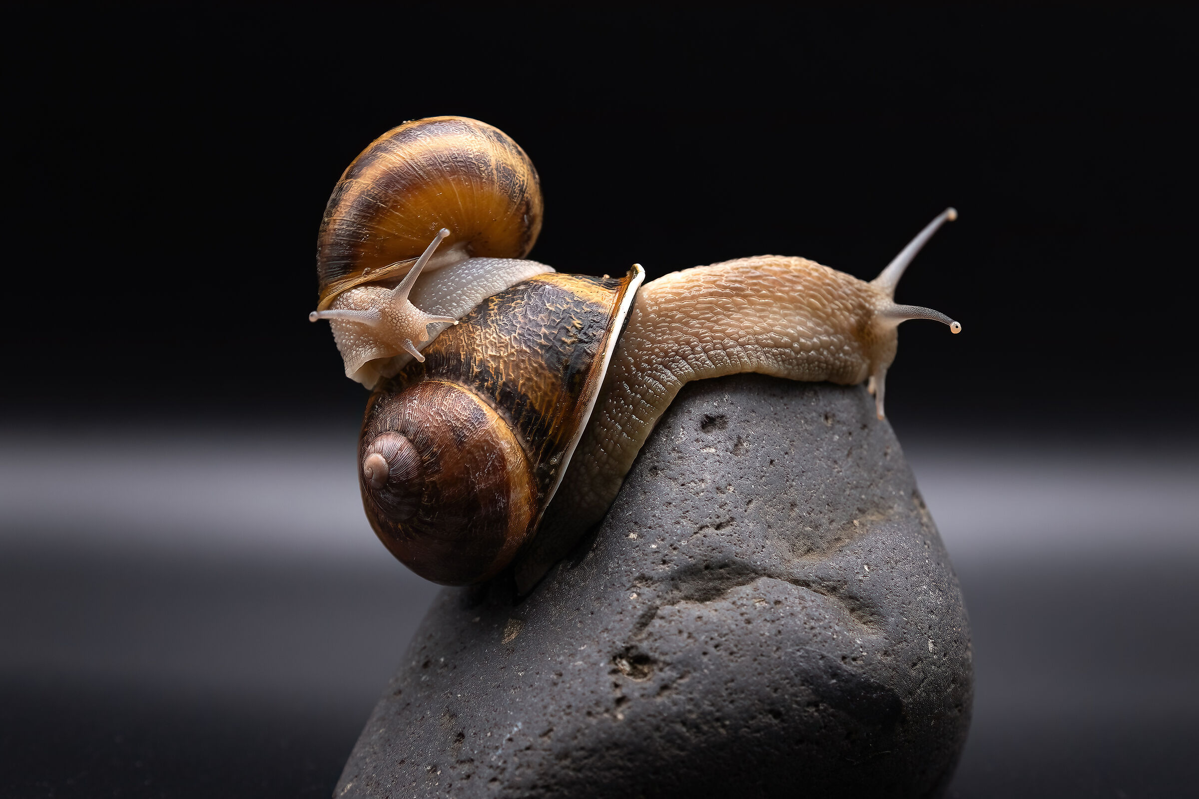 Snail