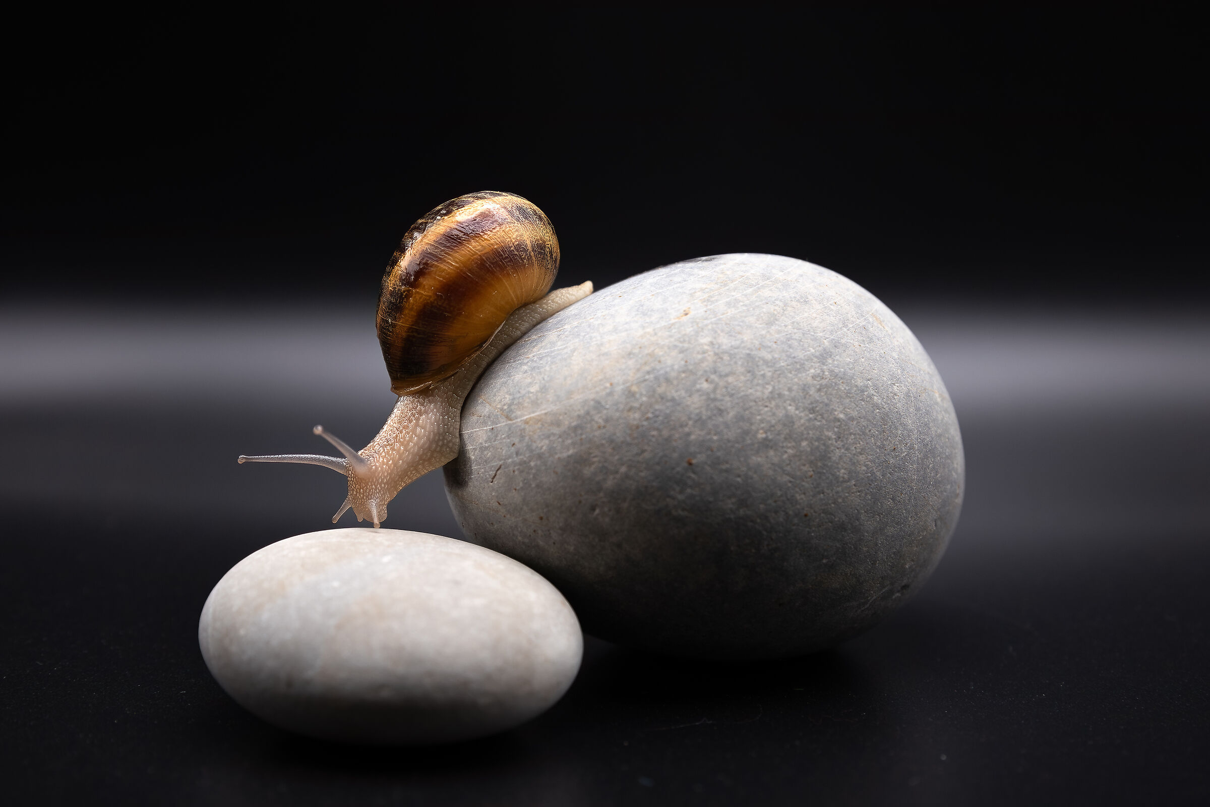 Snail