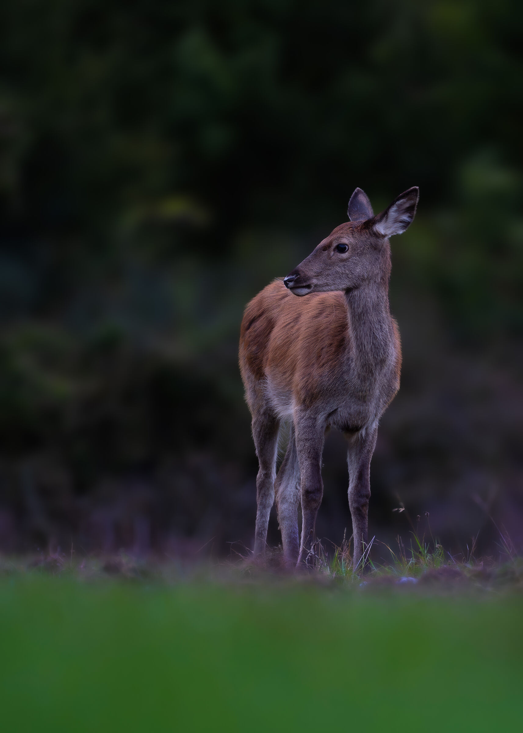 Young deer