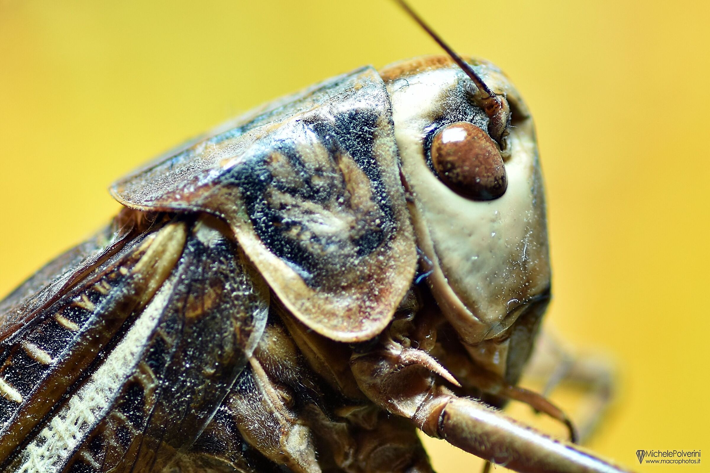 Decticus Albifrons - white-fronted grasshopper