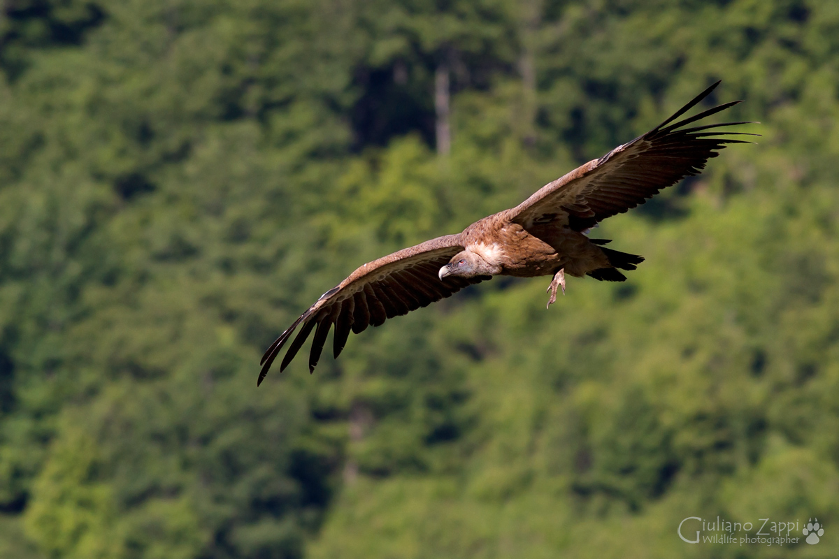 Galleggiando...nel cielo.