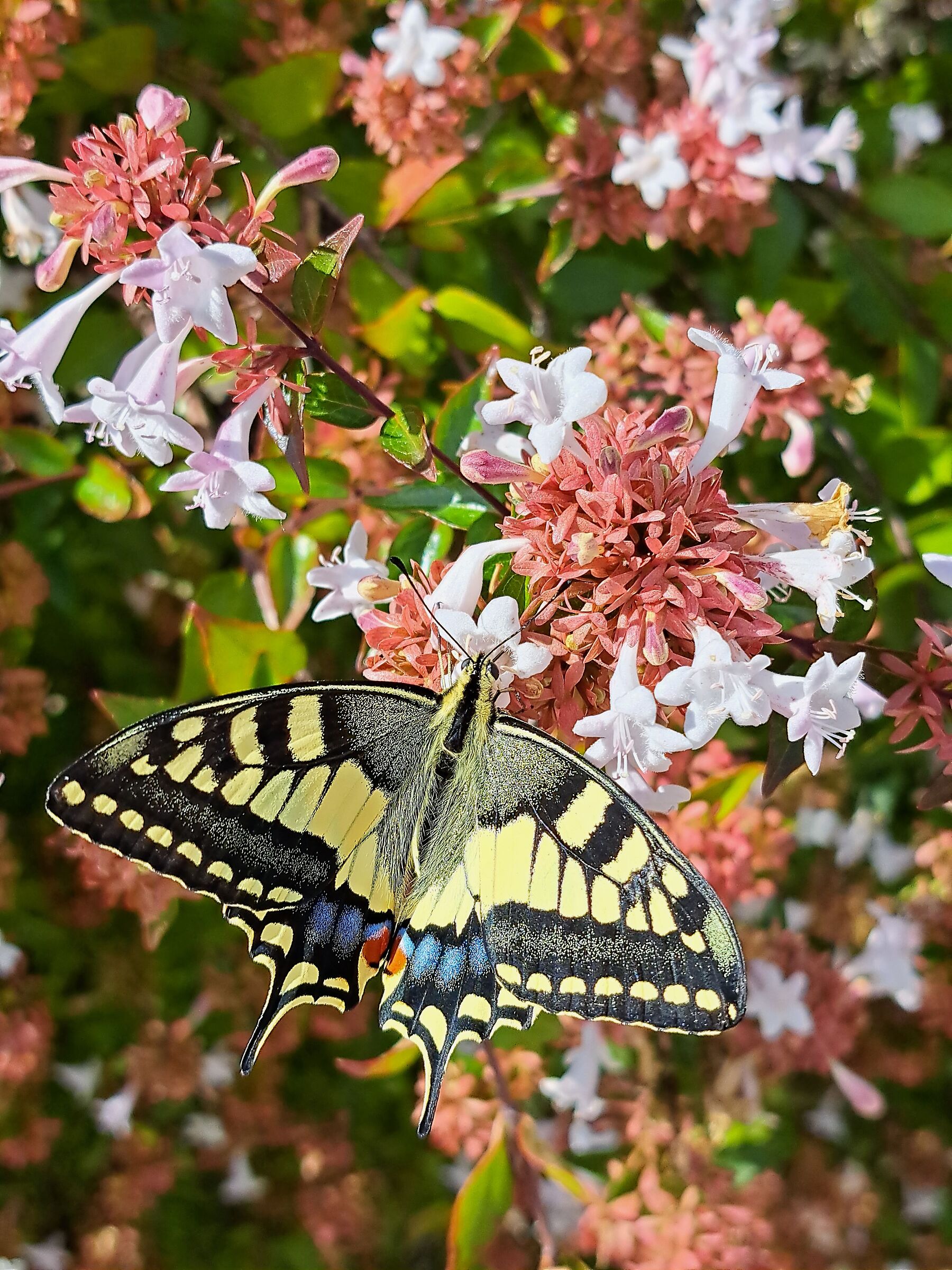 Papilio machaon