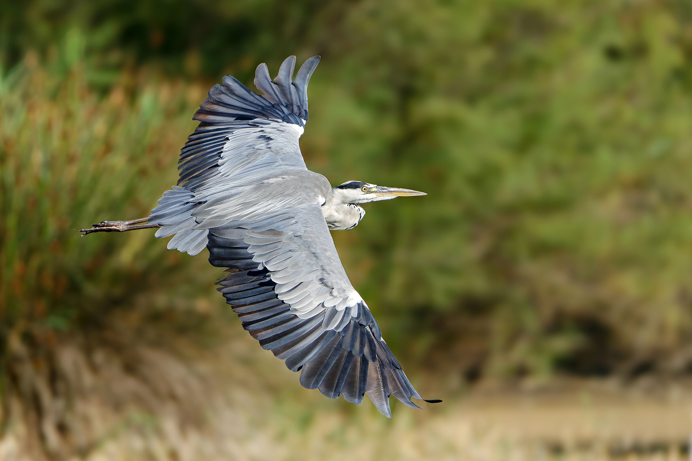 Grey heron