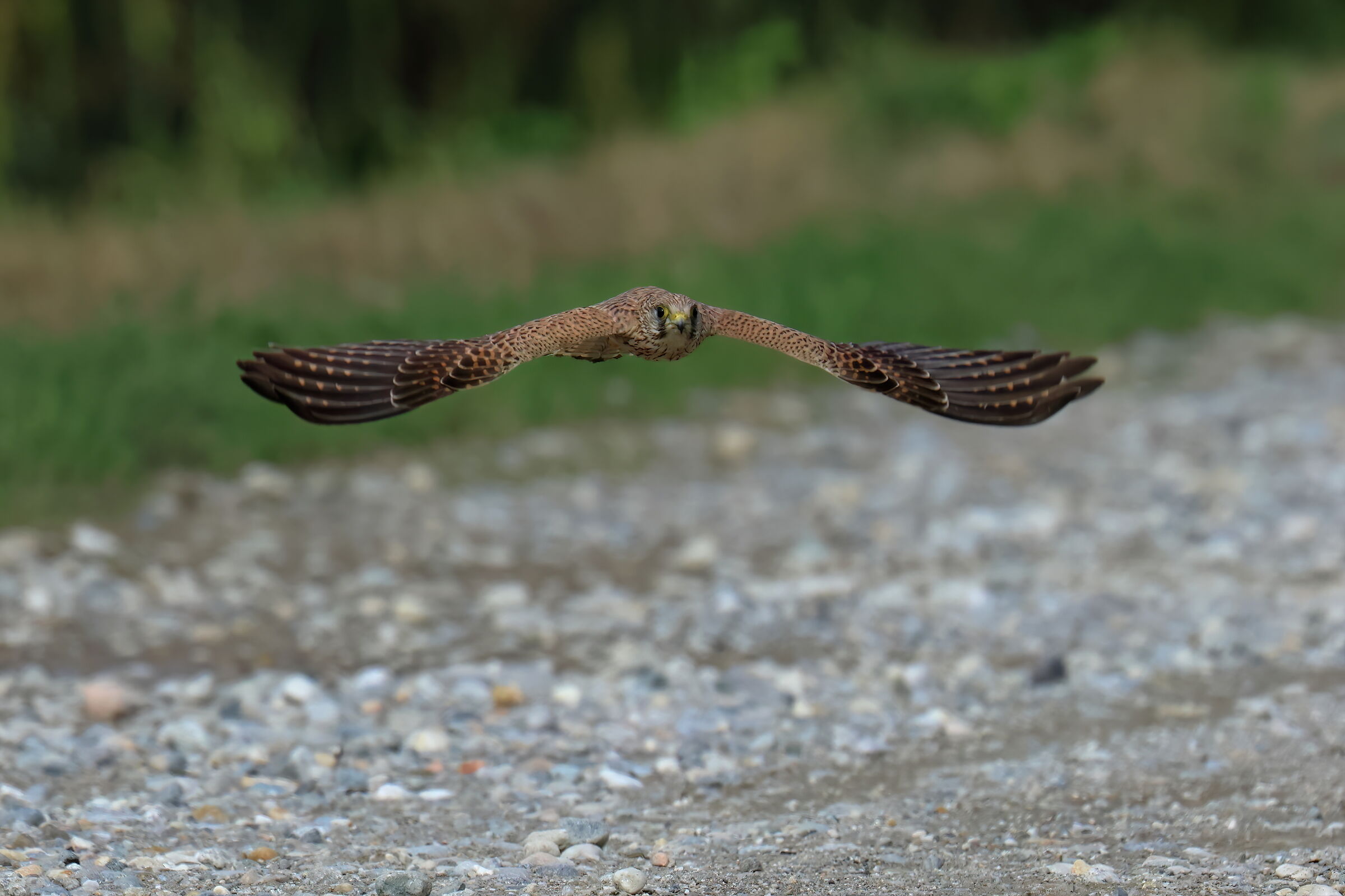 Gheppio a caccia di cavallette
