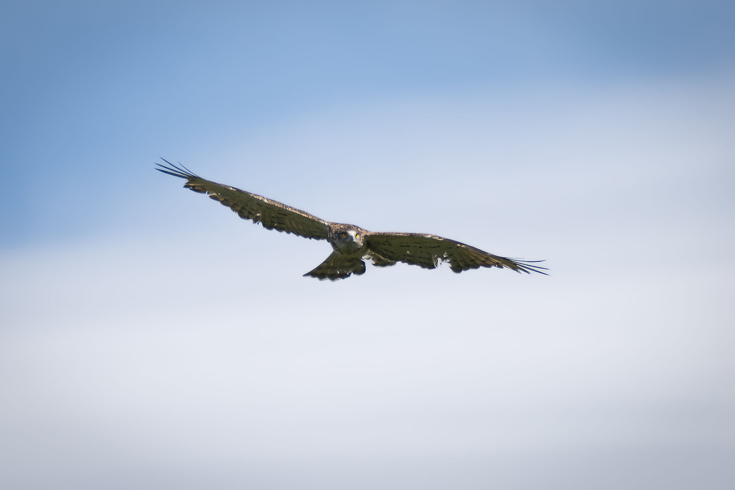 Harrier eagle