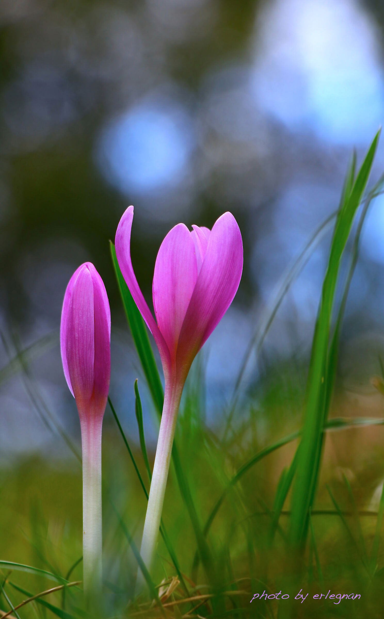 The elegance of the Crocus