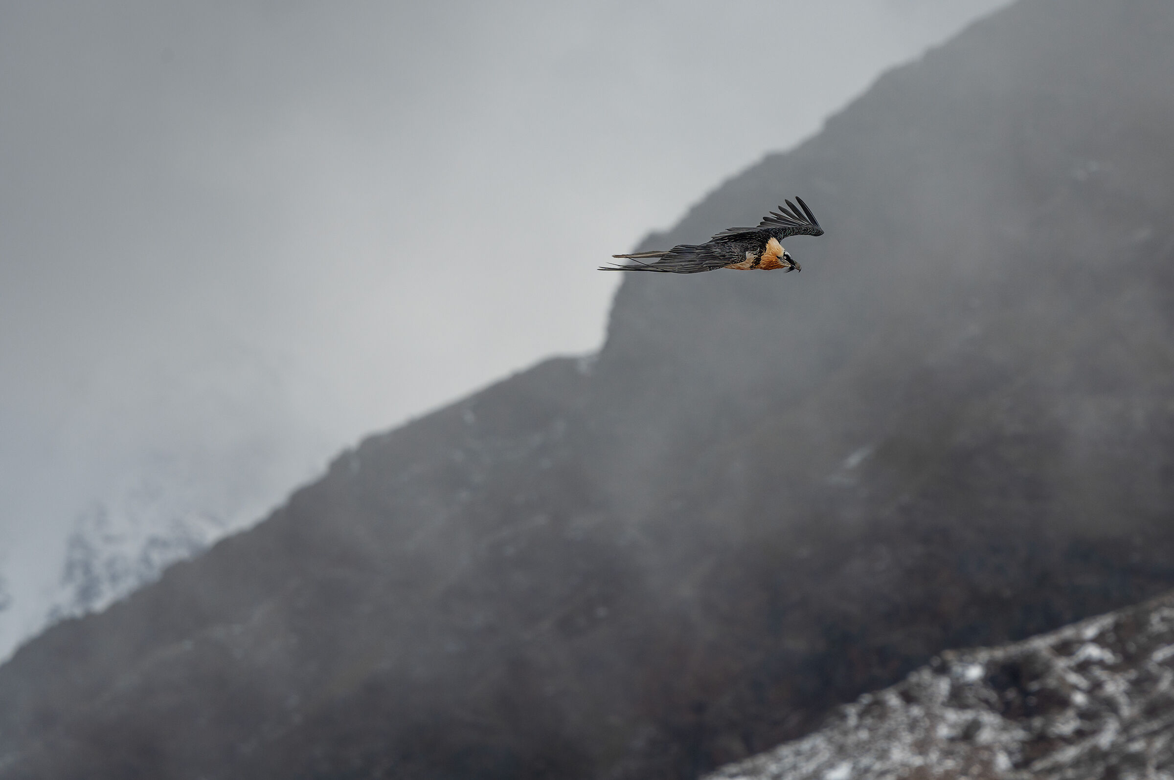 Bearded Vulture