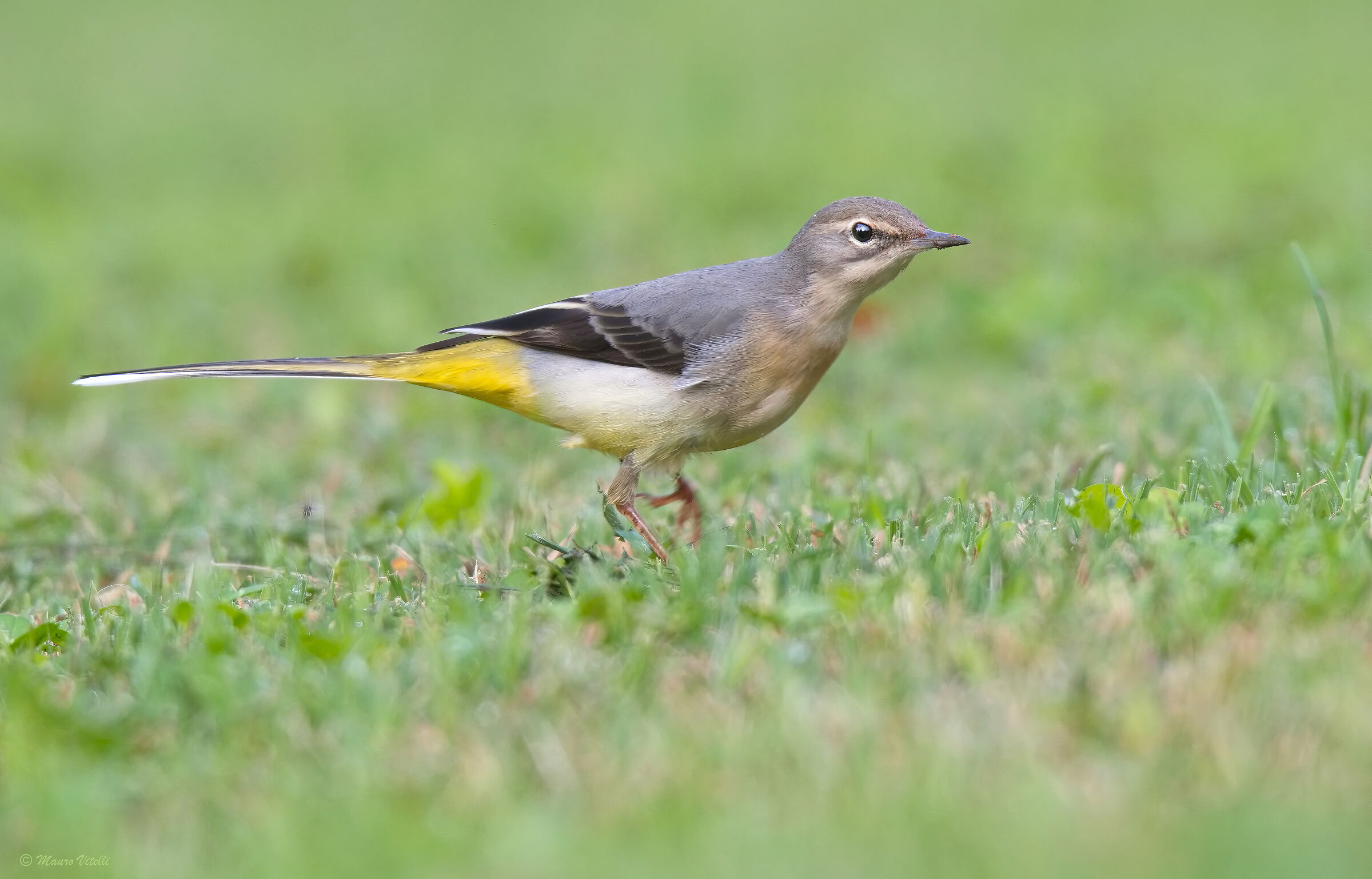Yellow Wagtail (Motacilla cinerea)