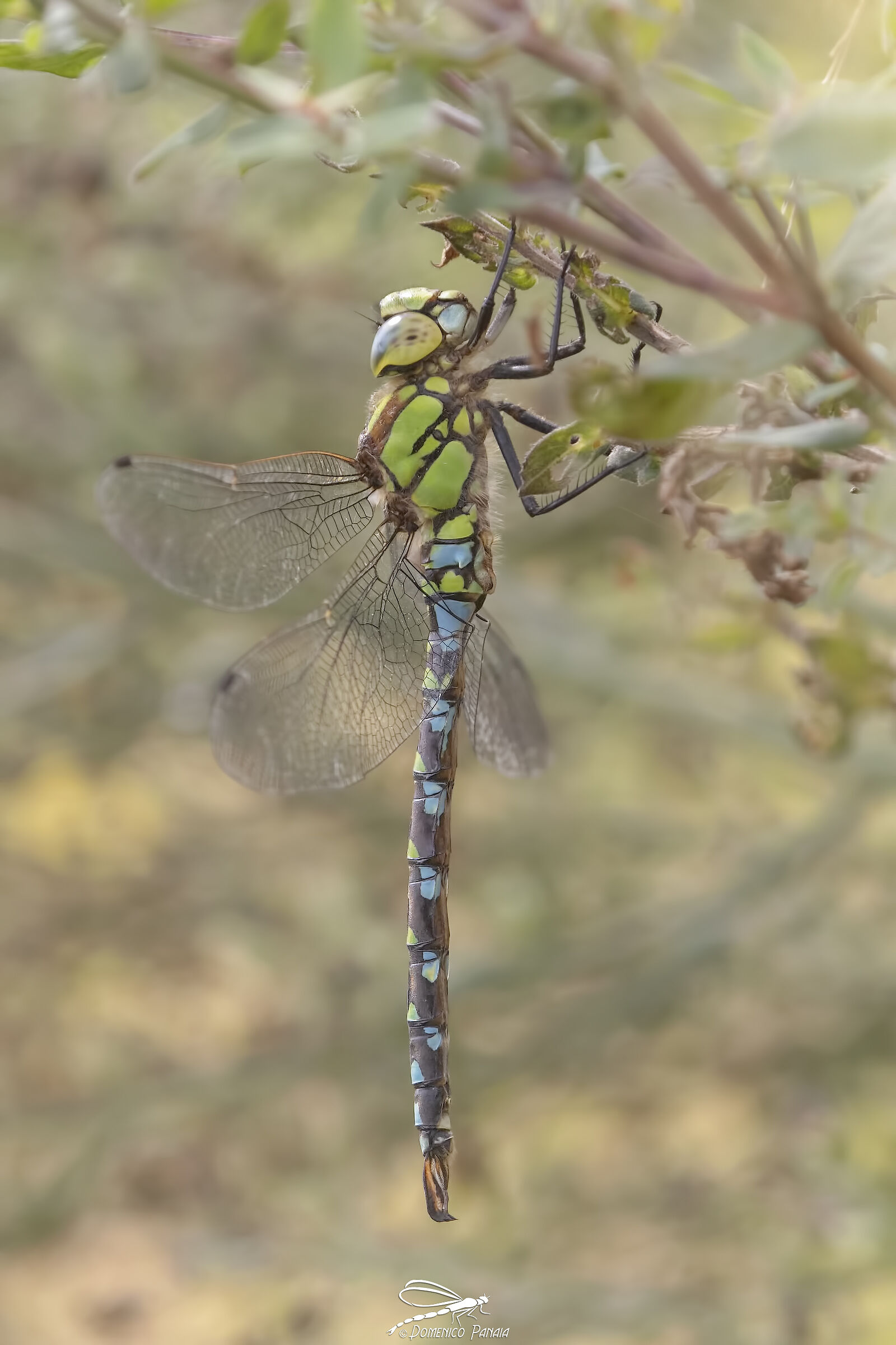 Aeshna Cyanea