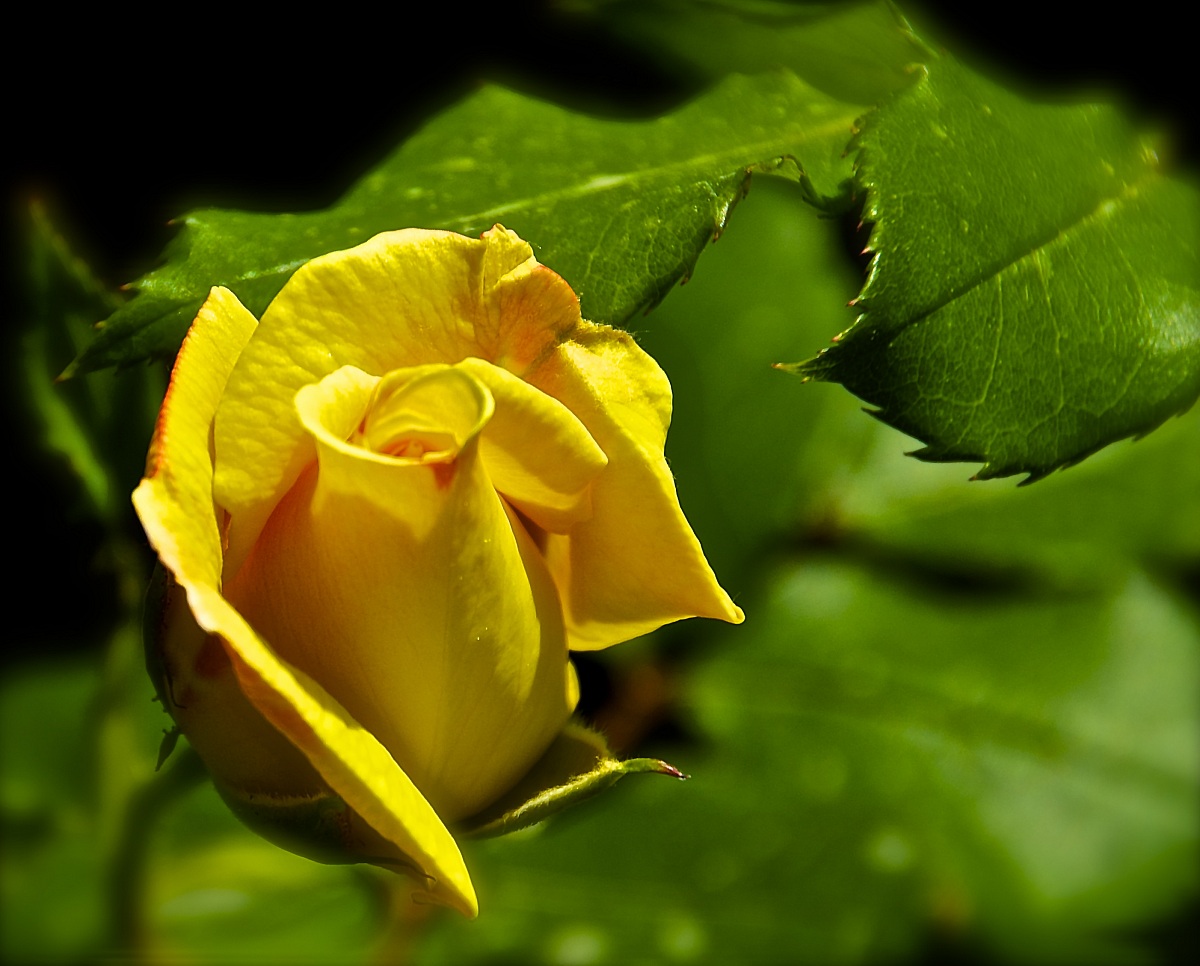 the flower of flowers