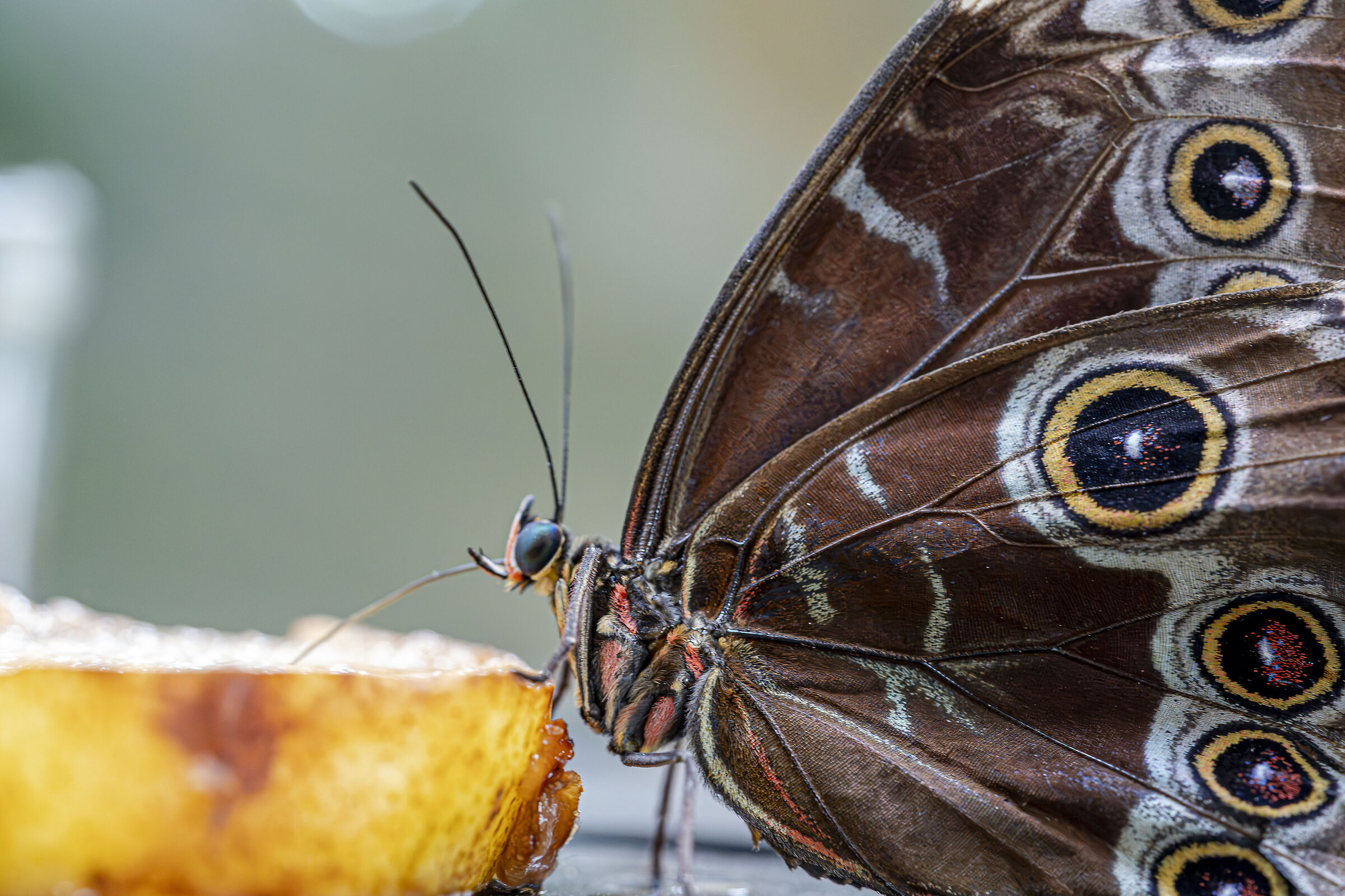 Farfalla affamata