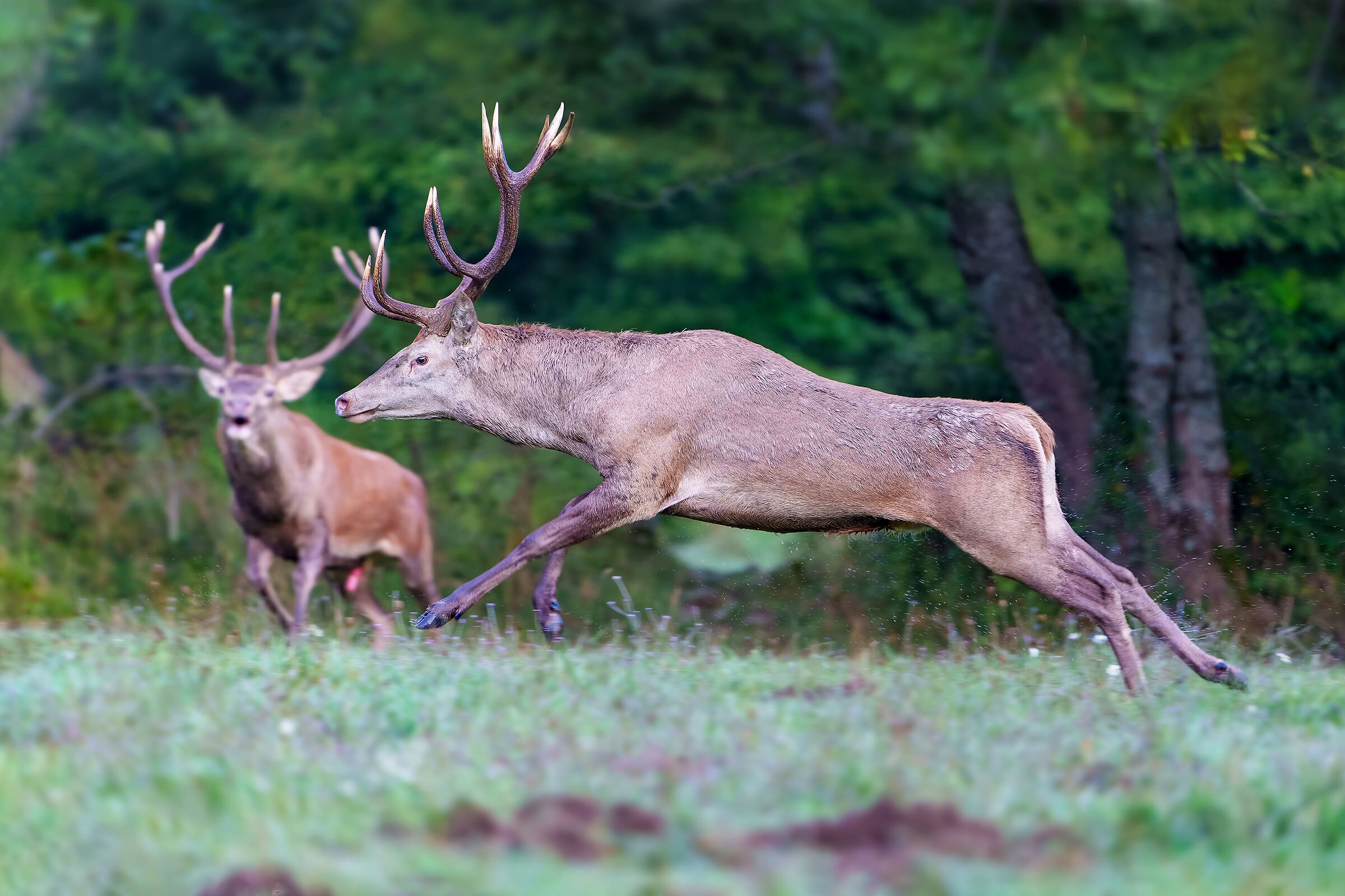Stag - a rival's escape