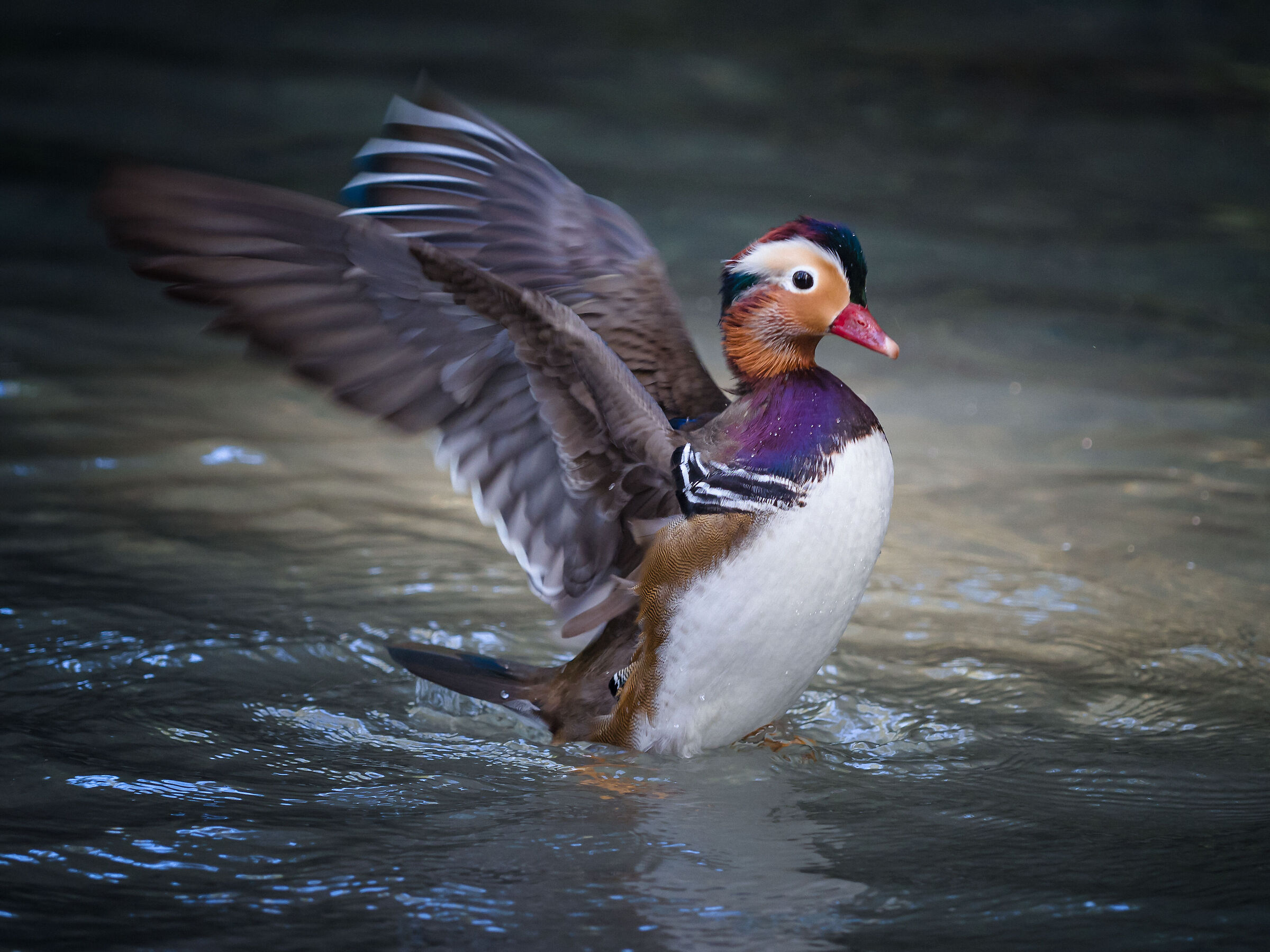 Mandarin duck...