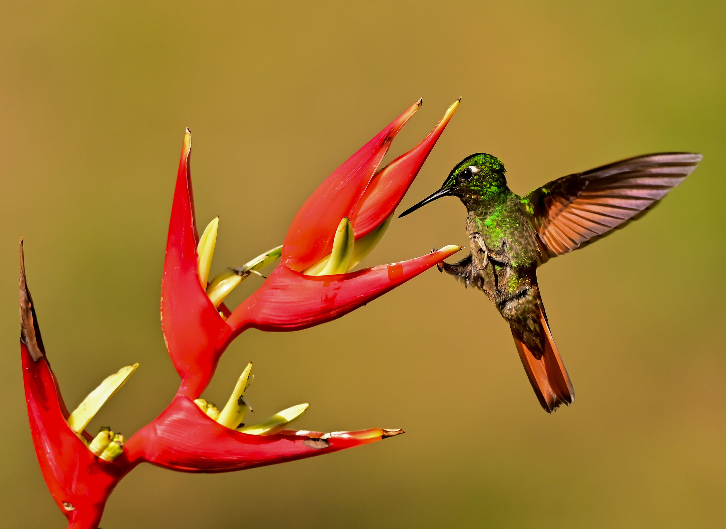 Il colibrì e l'eliconia
