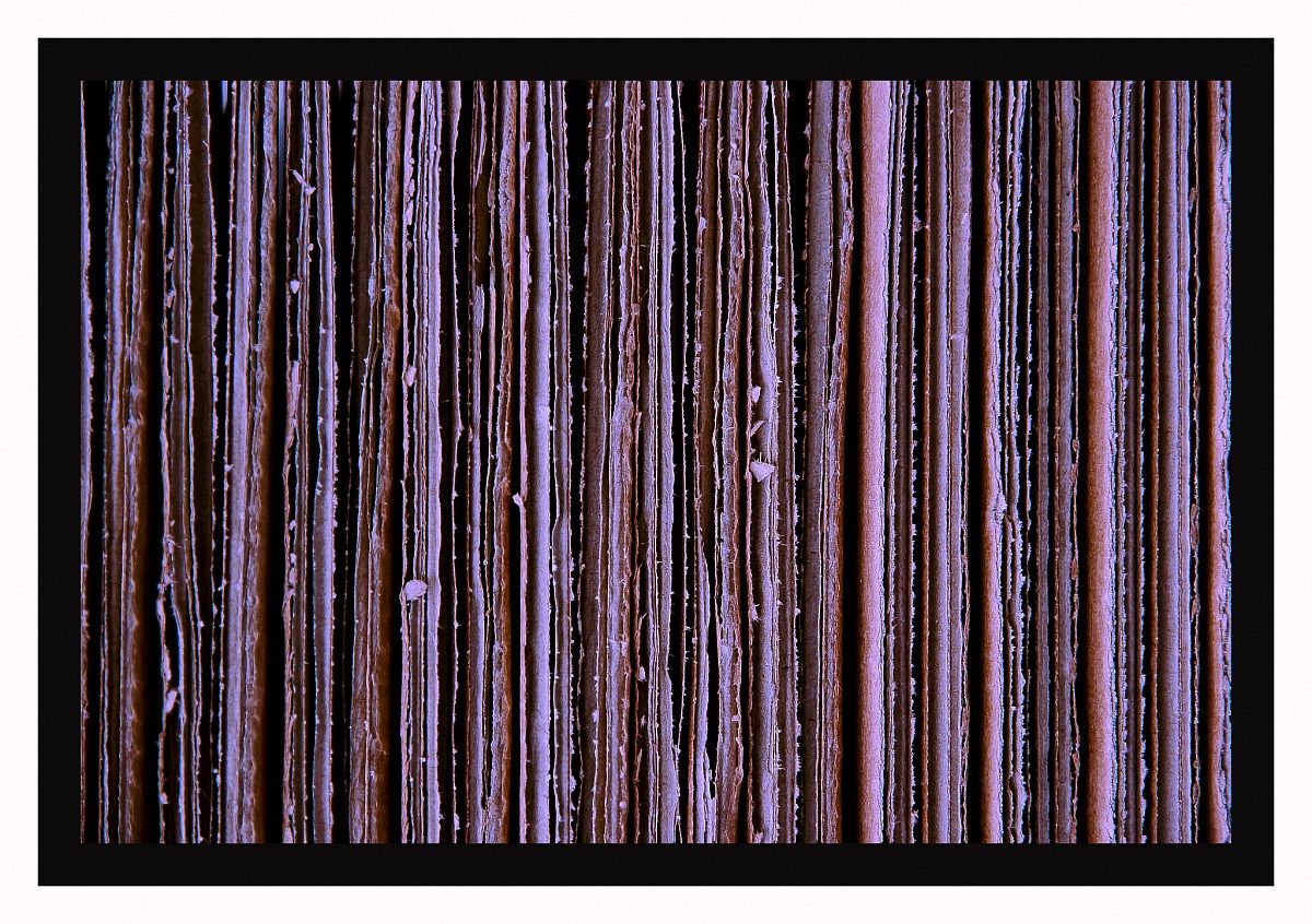 Così uguali così diversi