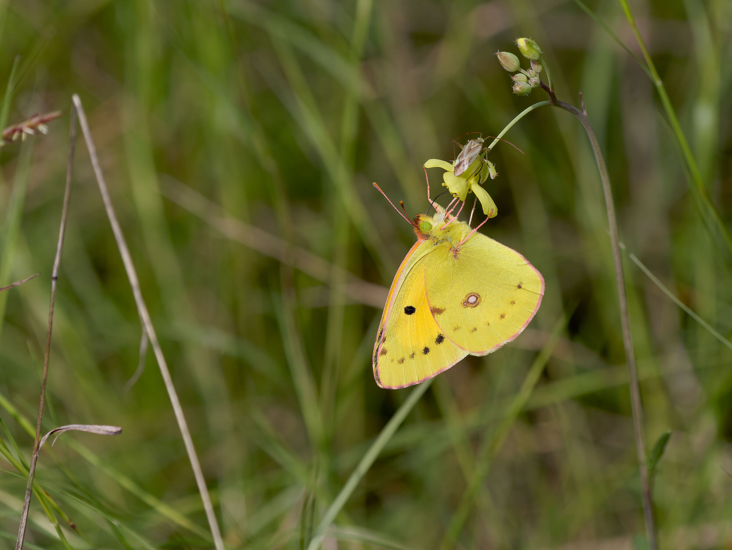 Colias crocea