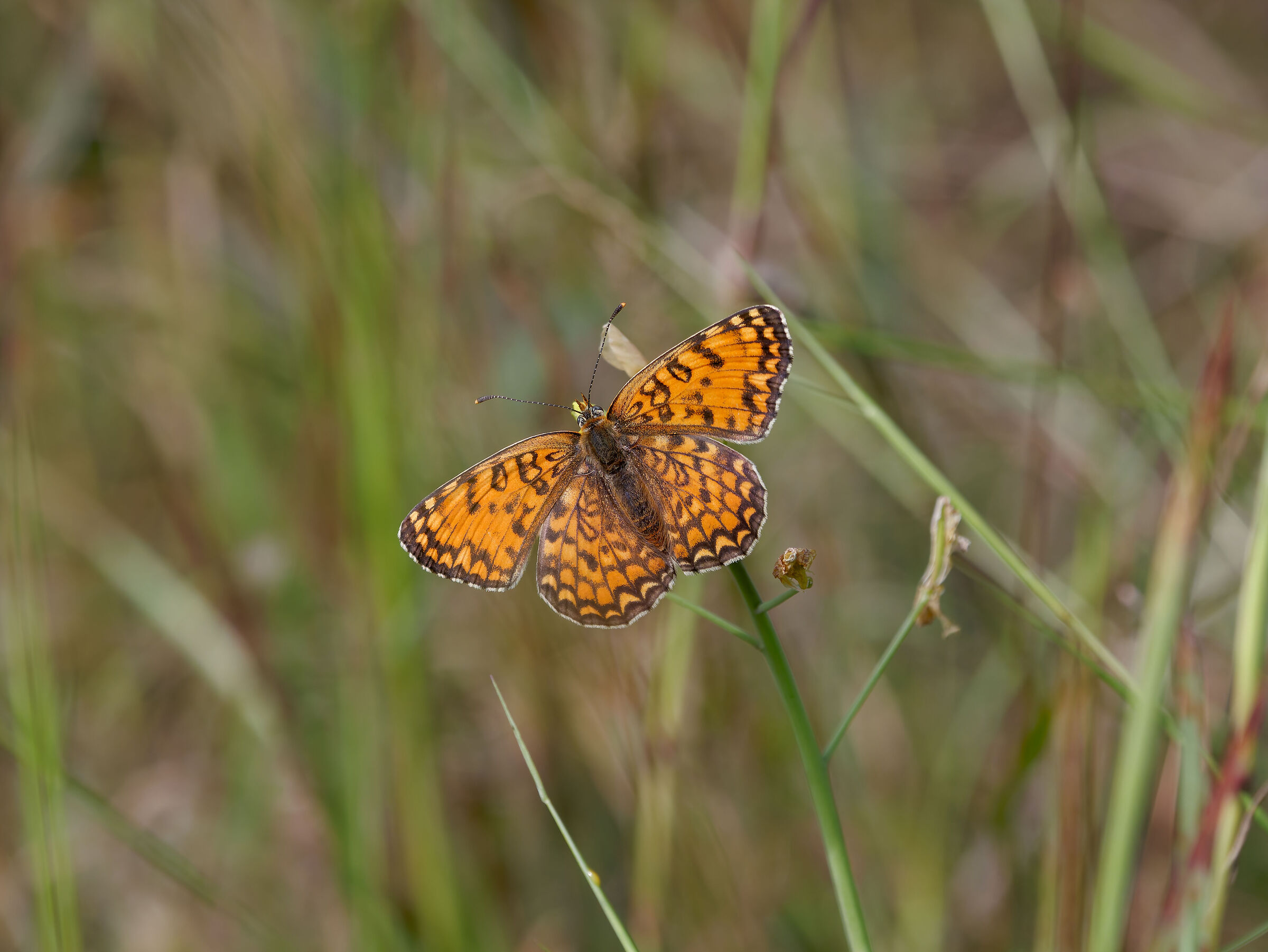 Melitaea phoebe