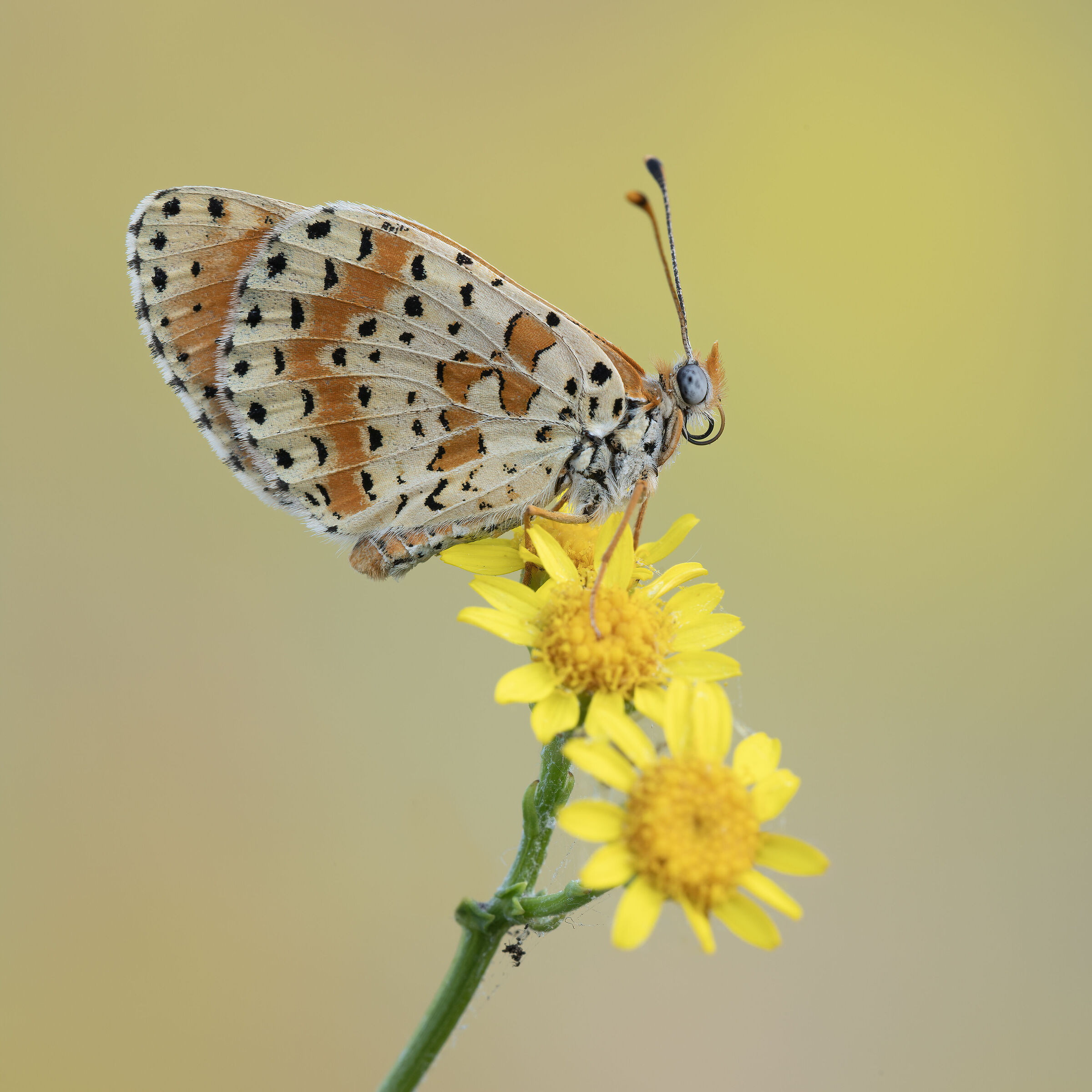 Melitaea Dydima