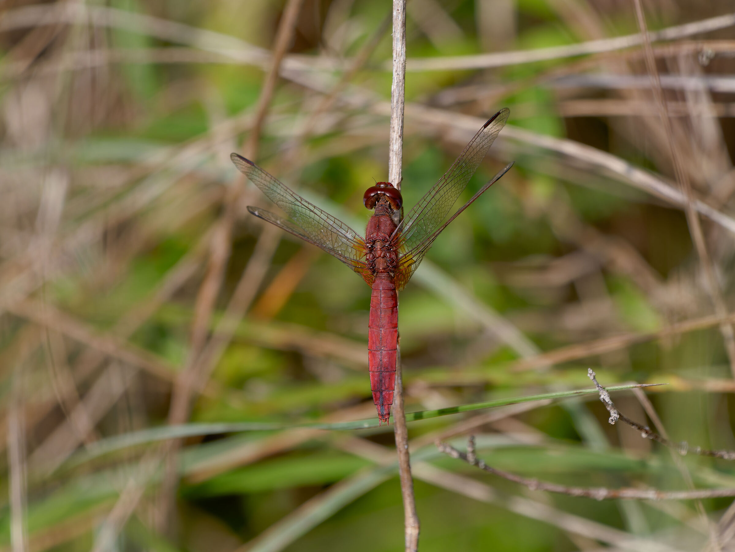 Crocothemis
