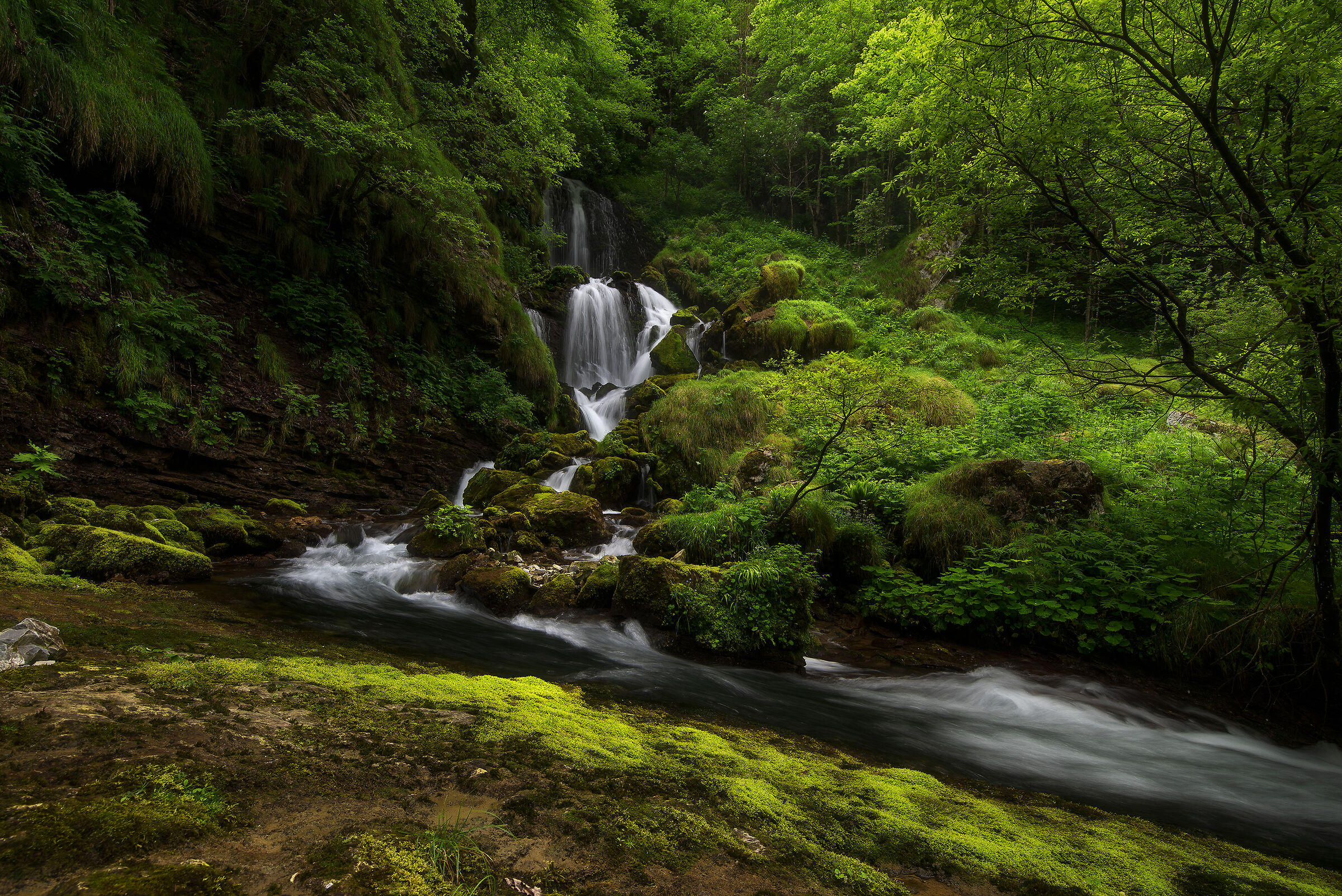 the forest treasure
