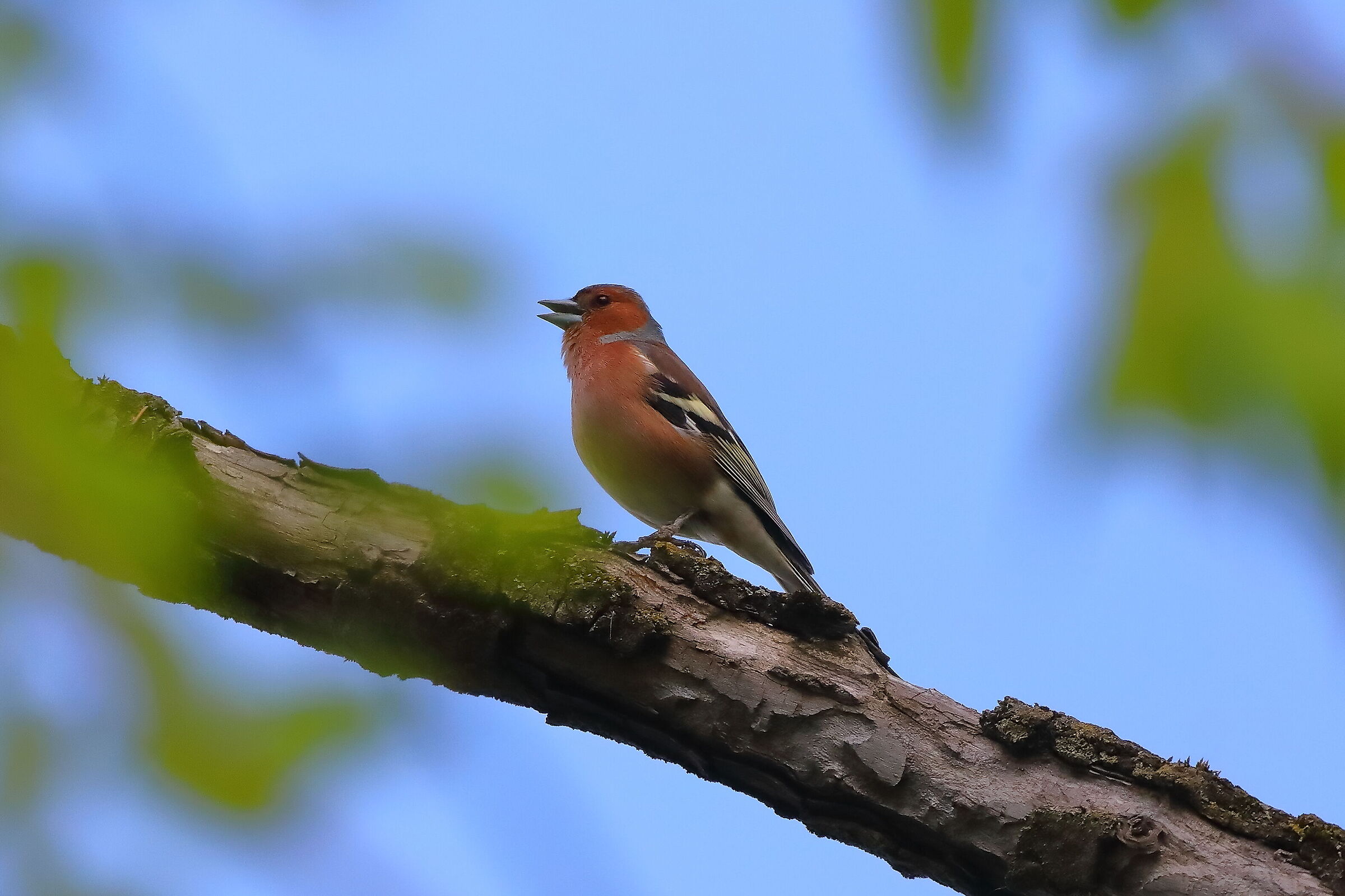 Fringuello 24 aprile 2024 - 0061