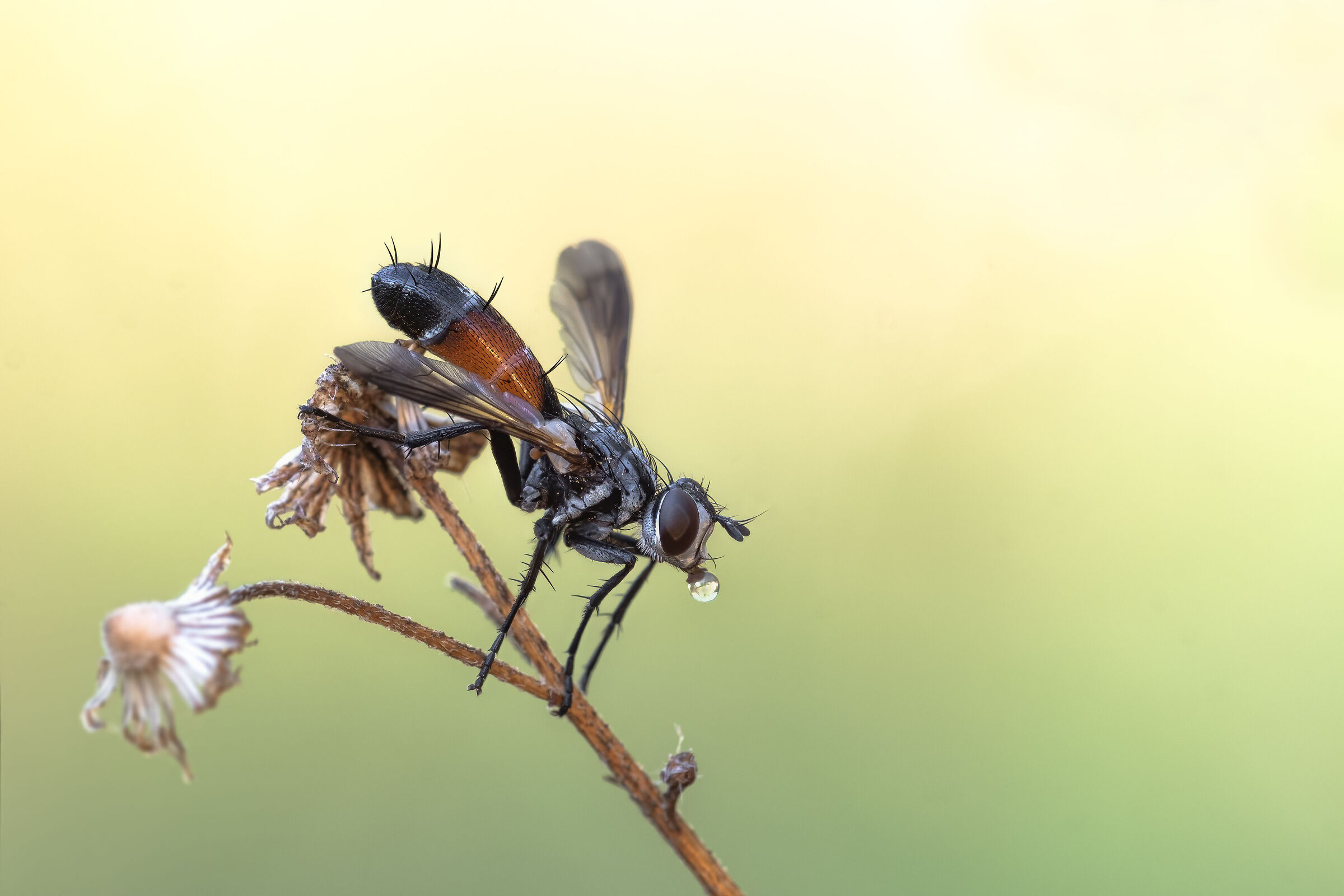Cylindromyia brassicaria