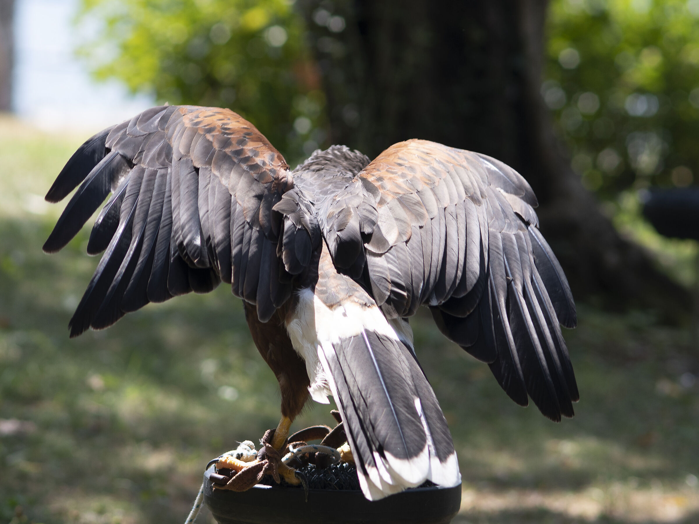 Bird Angera
