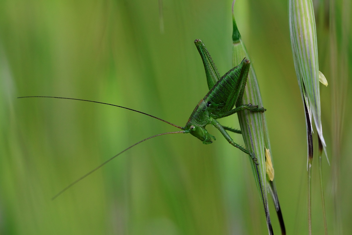 Campagna Poggio alla Malva Firenze