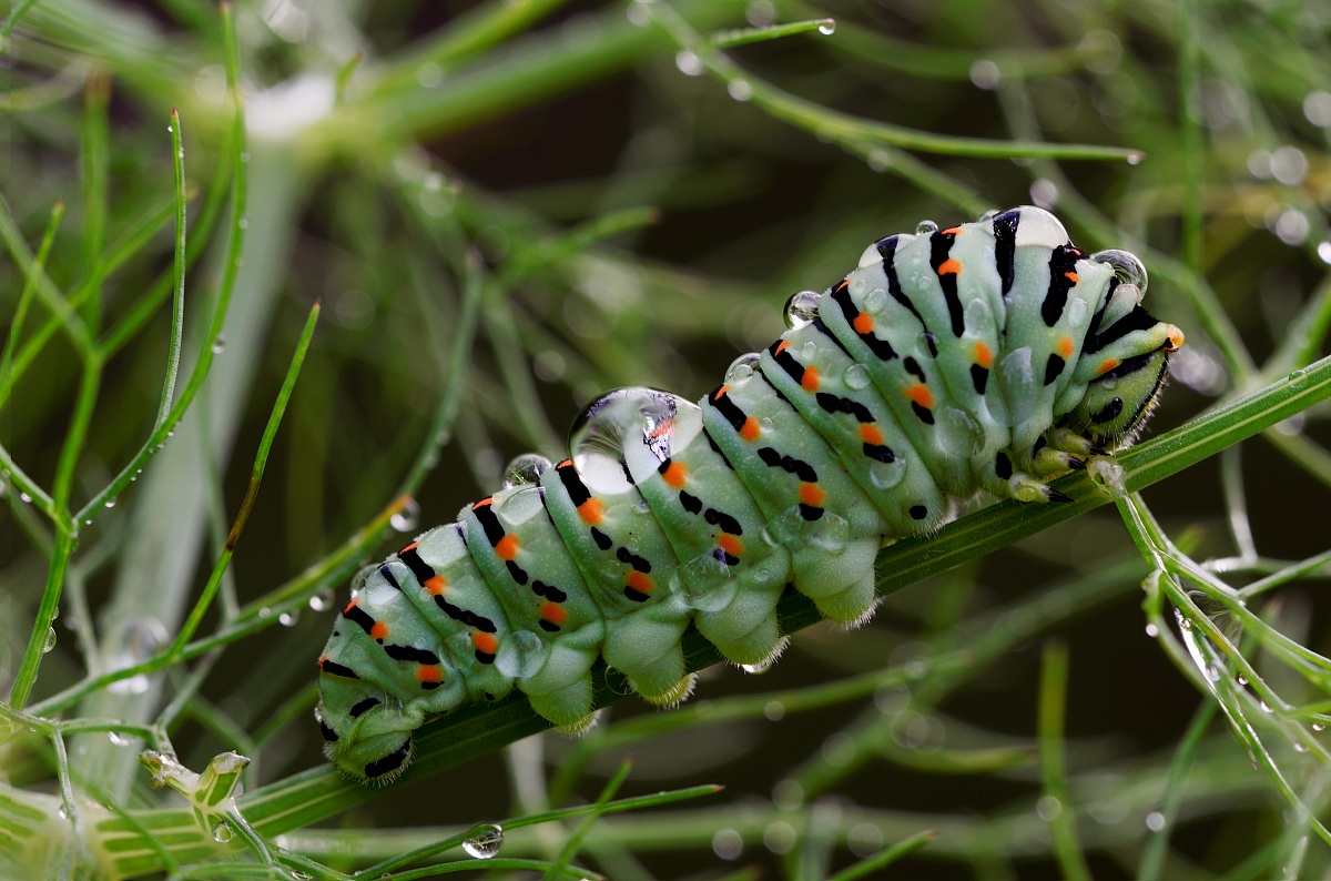 Campagna Poggio alla Malva Firenze