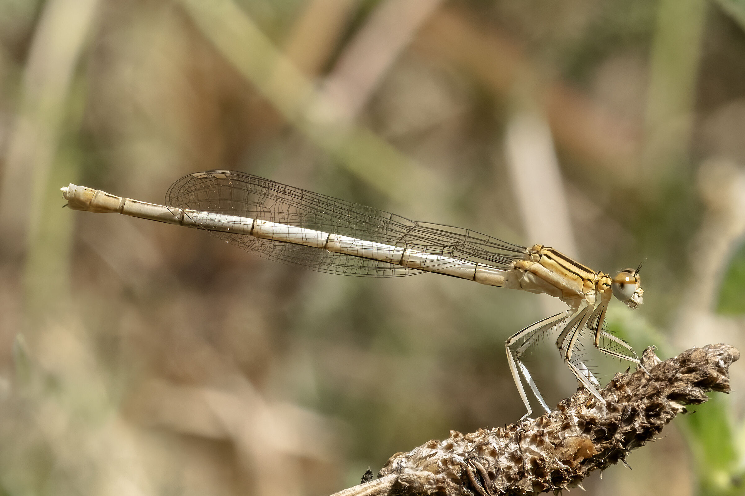 Platycnemis pannipes