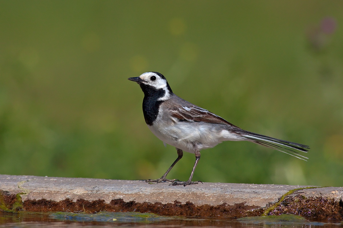 White Wagtail